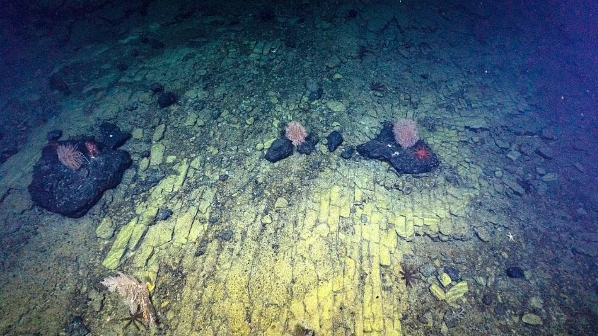 El camino hacia la Atlntida? Investigadores detectan una va de baldosas amarillas en el Pacfico