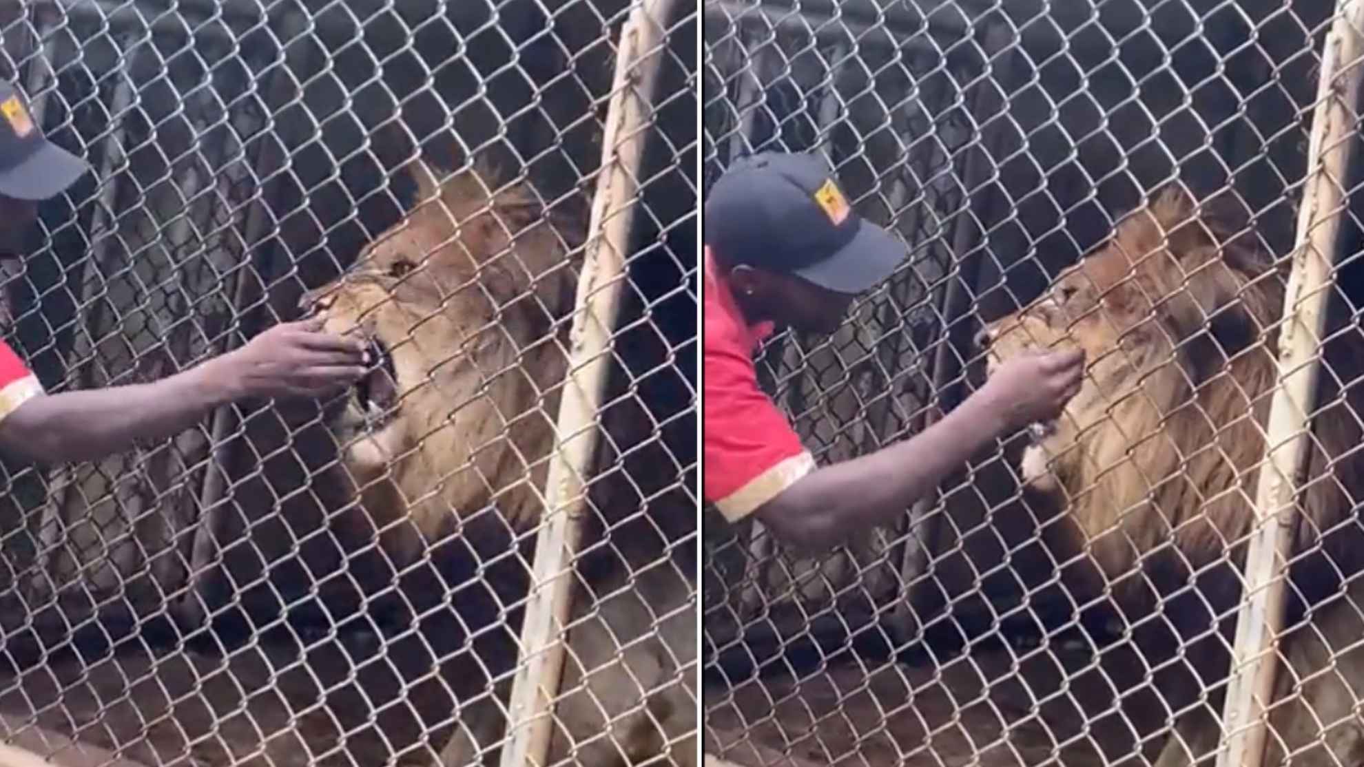 Lion bites off man's finger at a zoo in Jamaica (VIDEO) | Marca