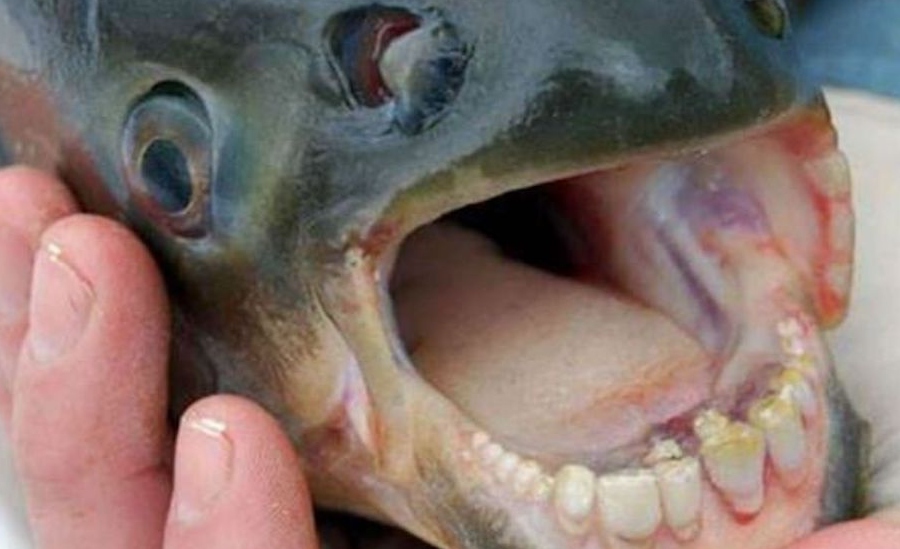 Celo Excluir Tienda Un pez con dientes de humano!: así es el sargo chopa | Marca