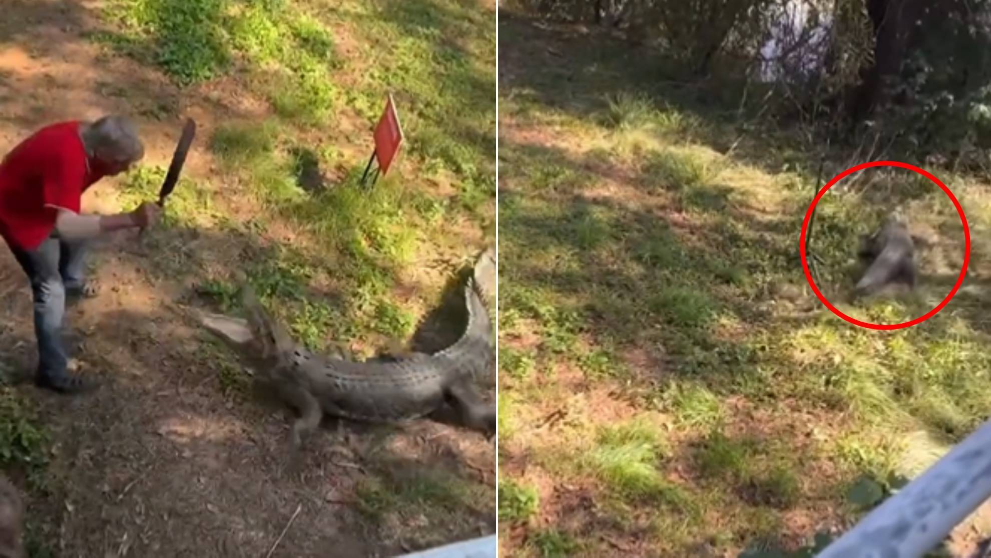 El viral vídeo de un hombre que se defendió del ataque de un cocodrilo... ¡a sartenazos!