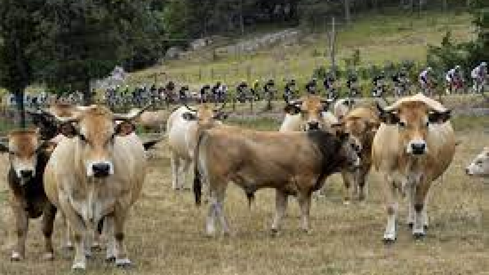 Unas vacas persiguen a unos soldados en Cdiz.