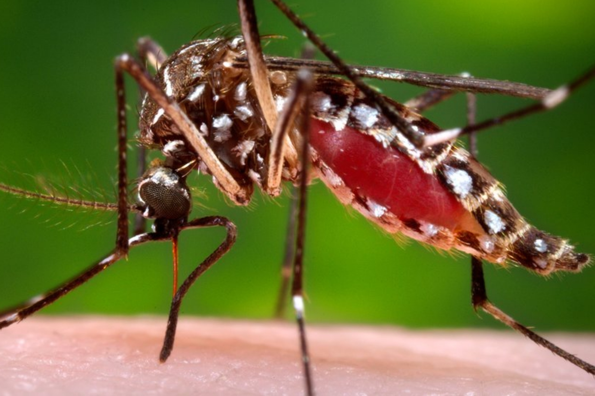 Por qu los mosquitos pican ms a unas personas que a otras, sangre dulce?