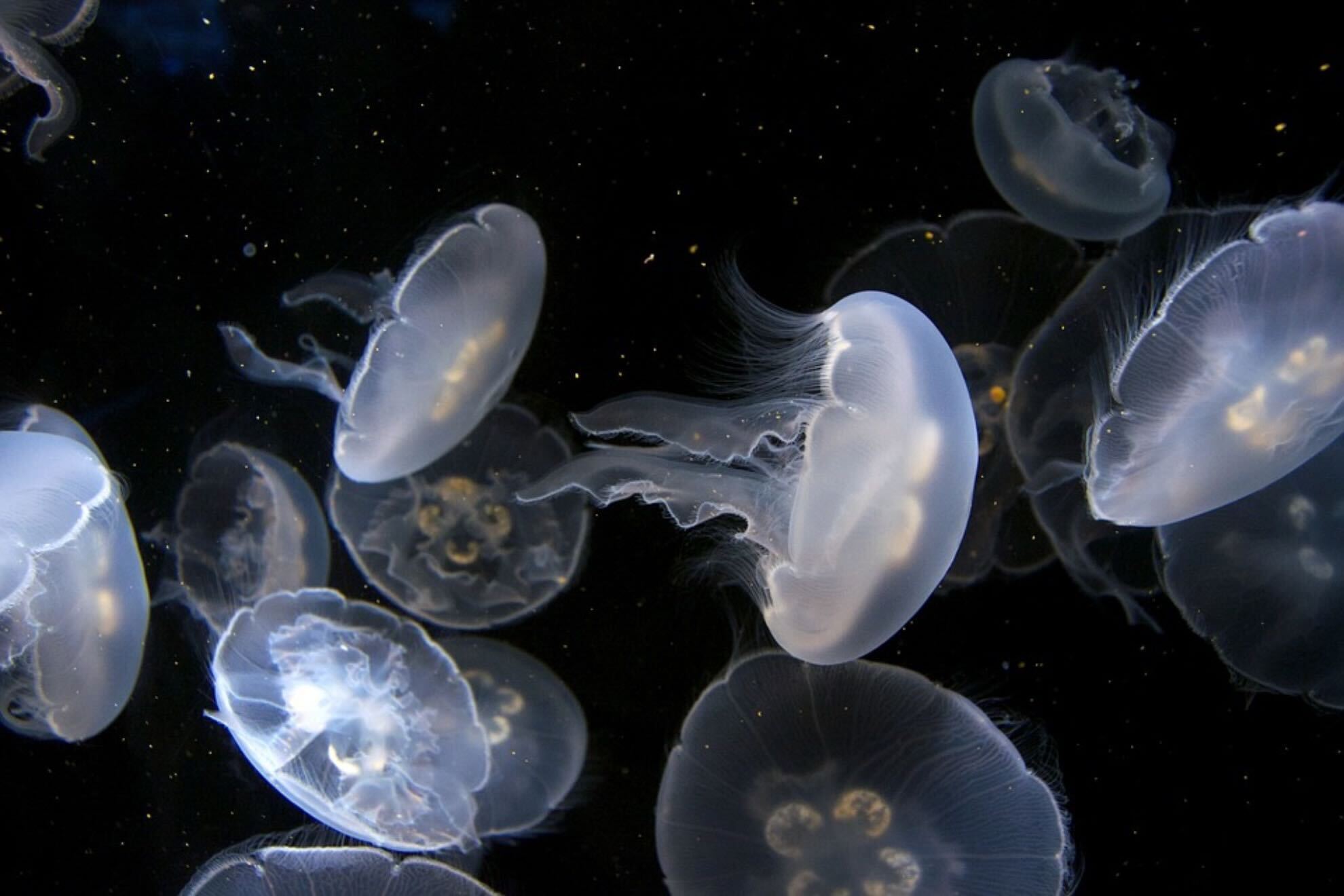 Qu debes hacer si te pica una medusa y cul es el tratamiento para tratar la picadura