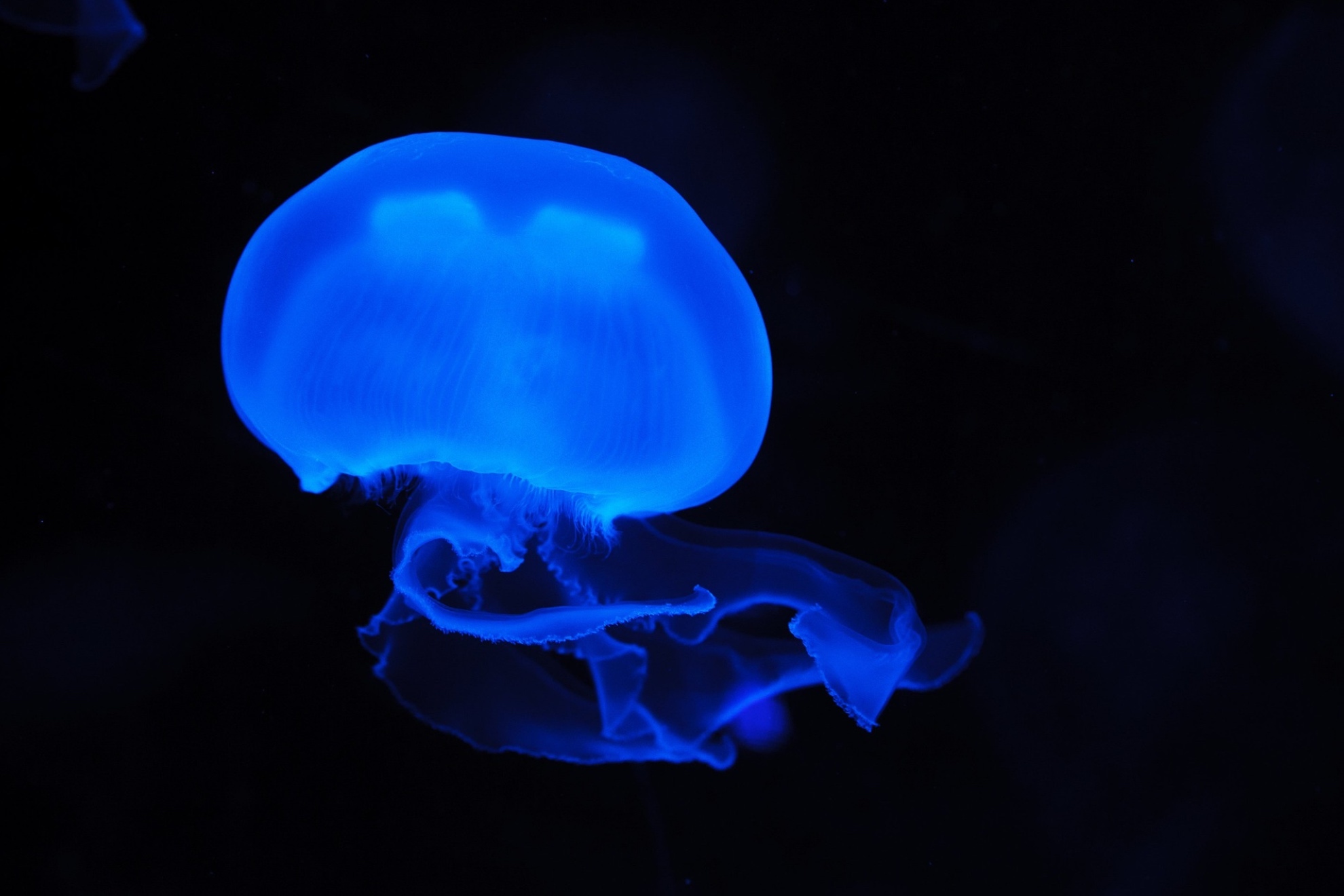 Tipos de medusas en España: cuántas hay, cuáles son los más peligrosos y dónde están