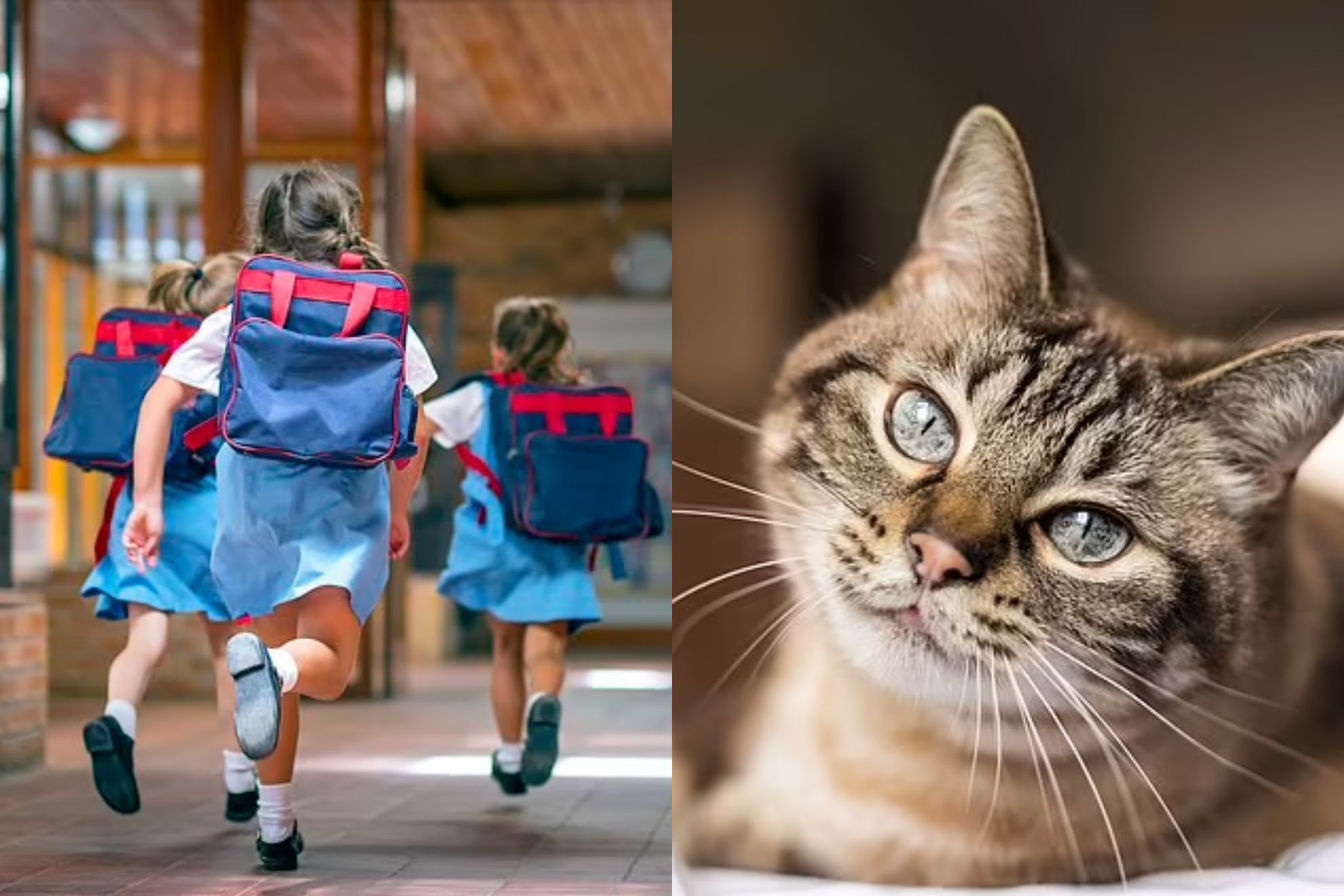 Adolescente australiana asegura identificarse como un 'Gato' y se comporta como tal