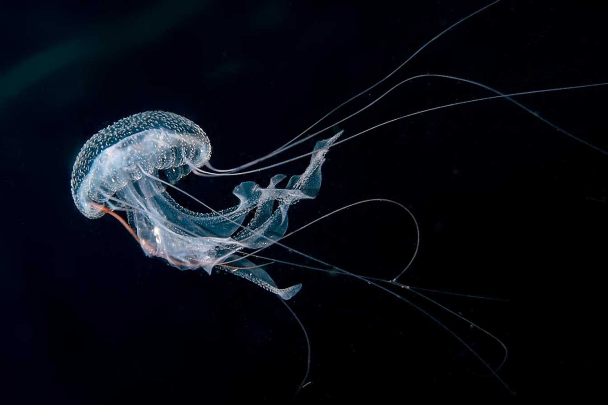 Immortal jellyfish.
