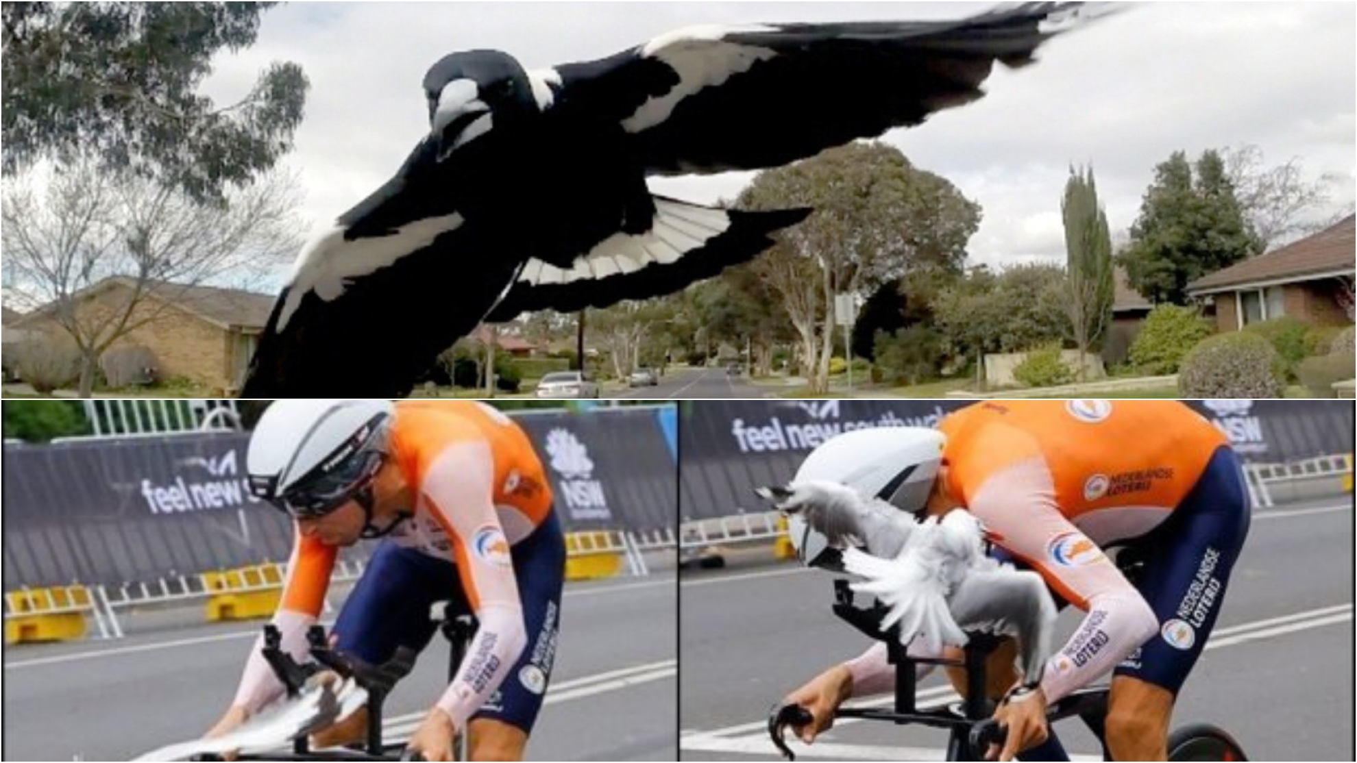 Las agresivas y gigantes urracas australianas que están causando el pánico en el Mundial de ciclismo: "Es aterrador"