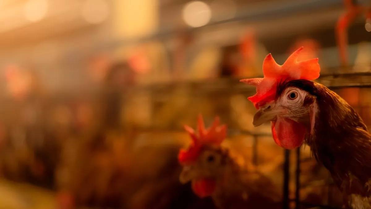 Primer caso de gripe aviar en humanos en Espaa: debemos preocuparnos?