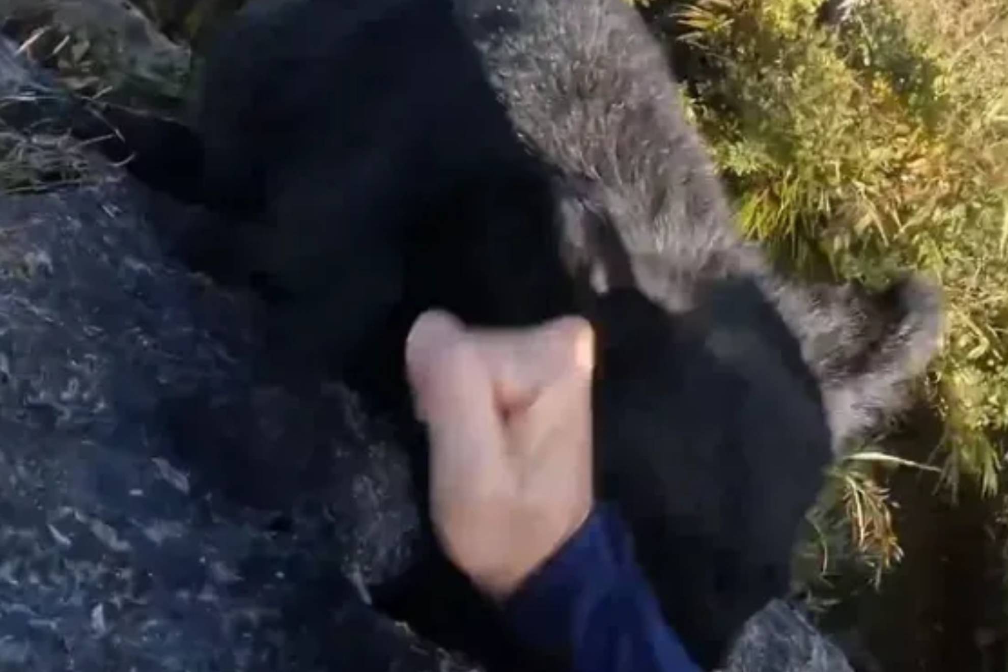 Un oso ataca a un escalador en pleno descenso: el hombre se defiende a puñetazos entre gritos de terror
