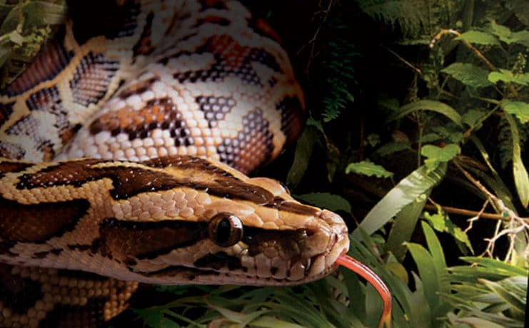 El impresionante vídeo de la necropsia de una serpiente pitón que revela un caimán en su interior
