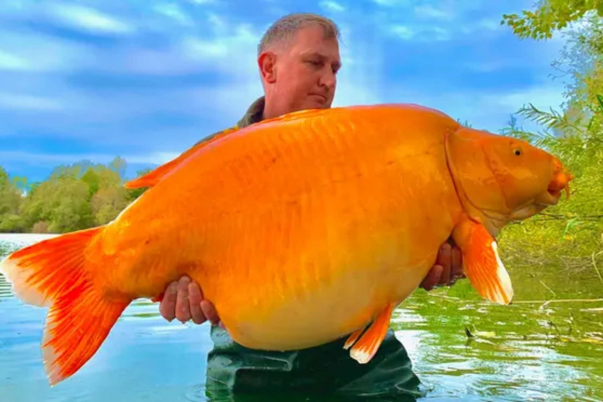 Un pescador halla uno de los peces dorados más grandes del mundo en un lago francés
