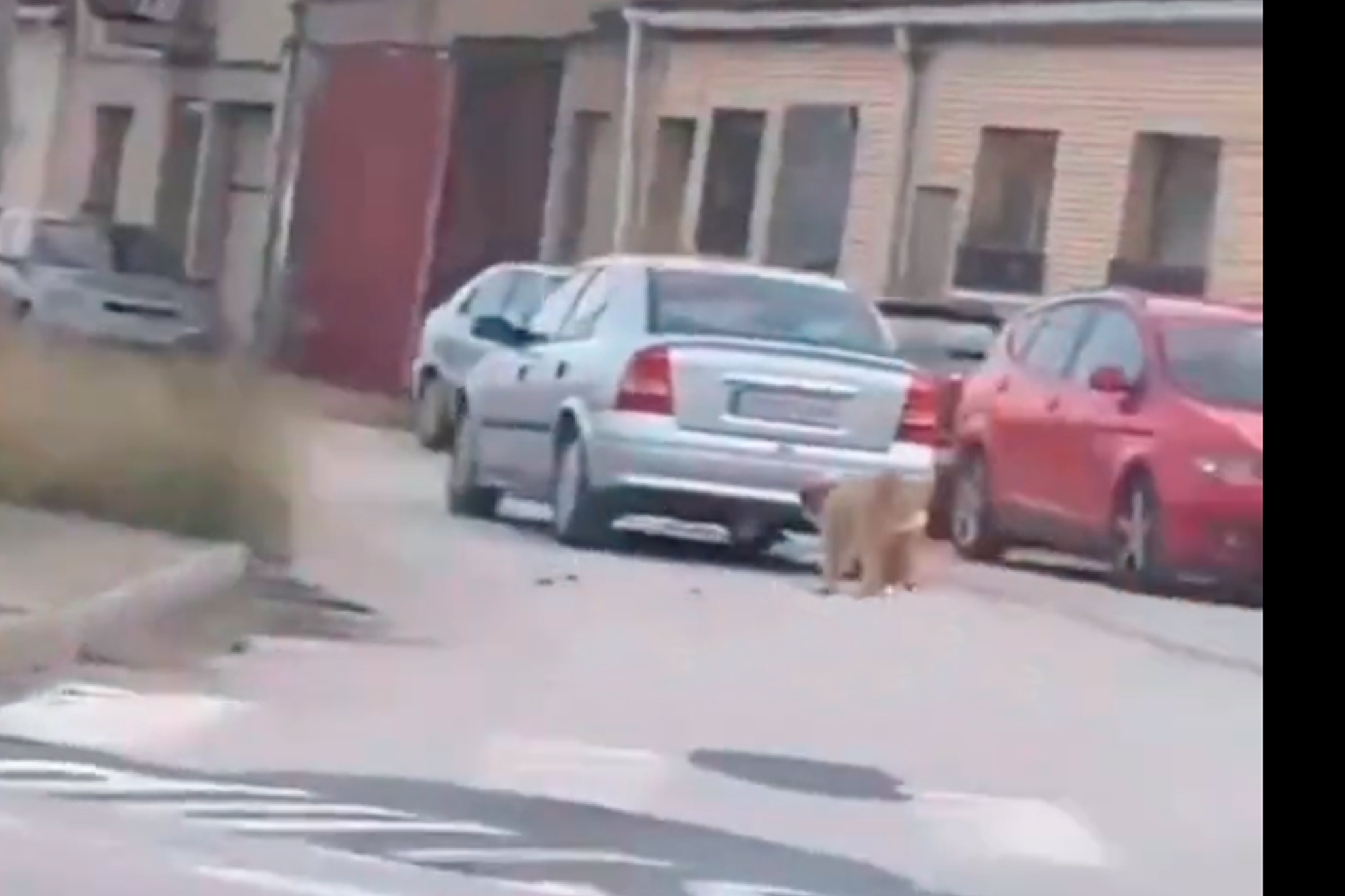 El coche, con el perro tras de sí atado mediante una correa a algún objeto del maletero.