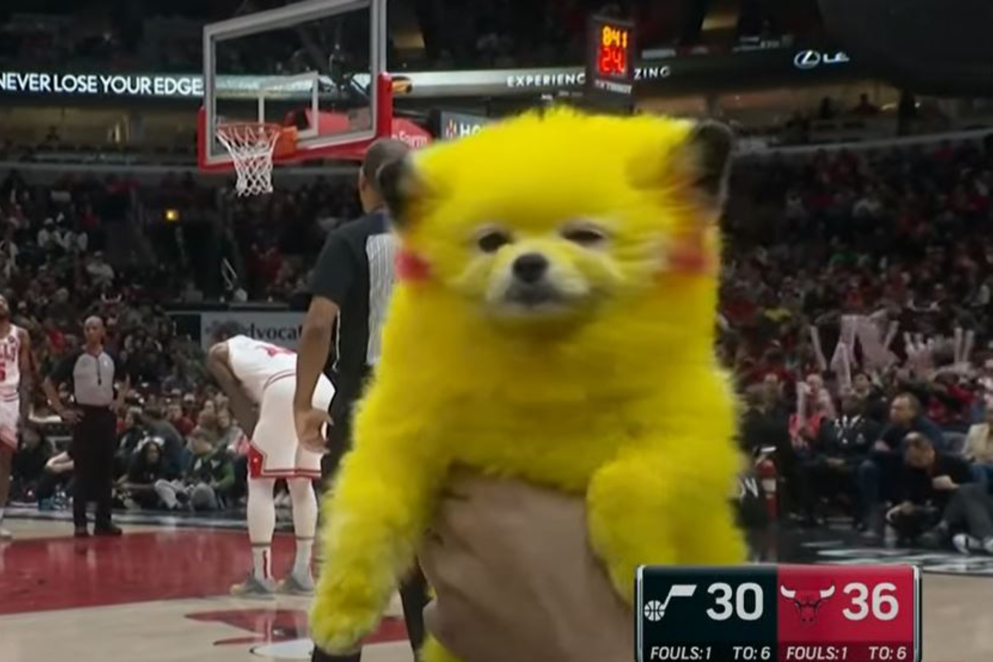 Pikachu sneaks into Bulls-Jazz as a spectator... and an investigation into the owner is opened