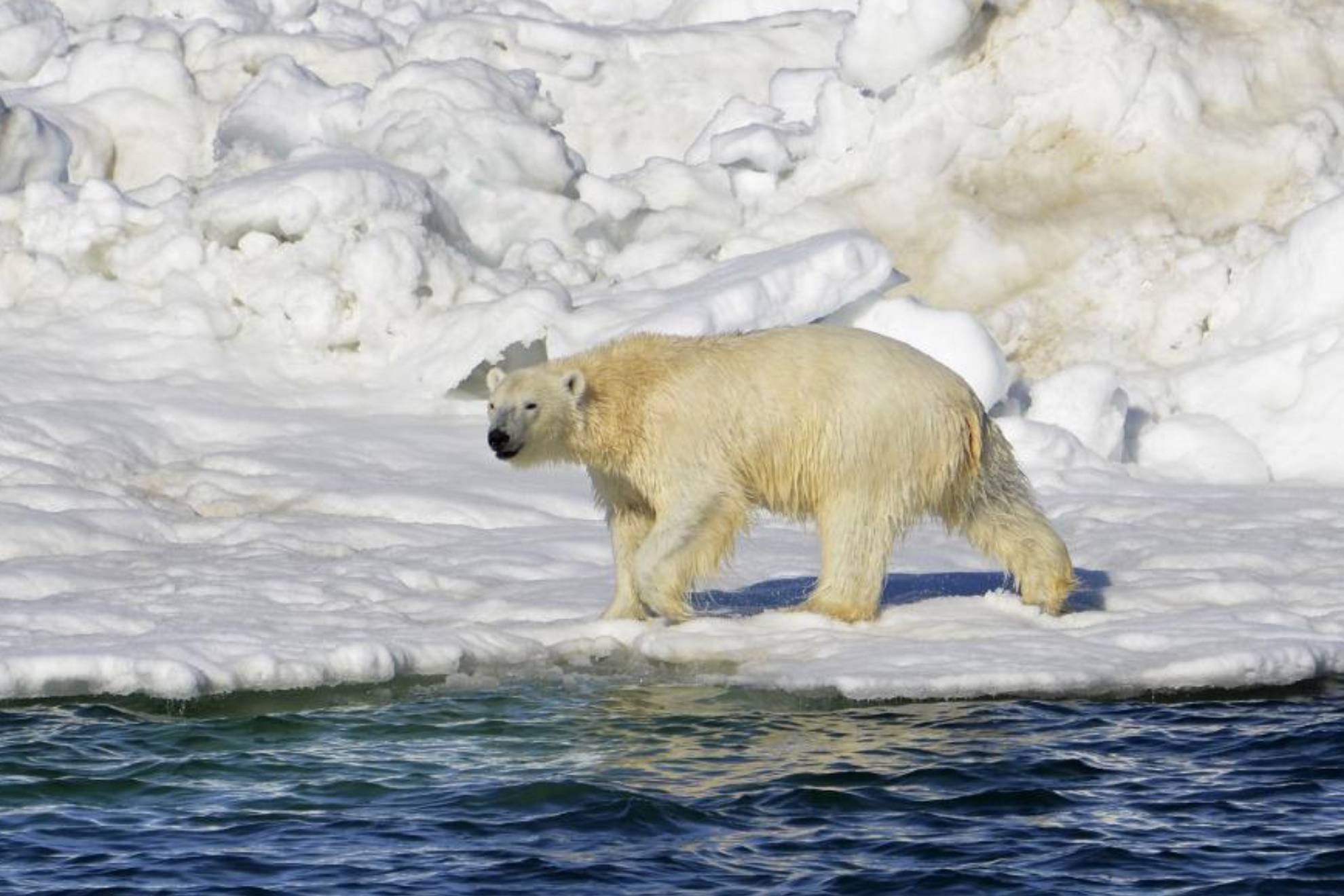 Un oso polar se adentra en un pueblo de Alaska y mata a dos personas /