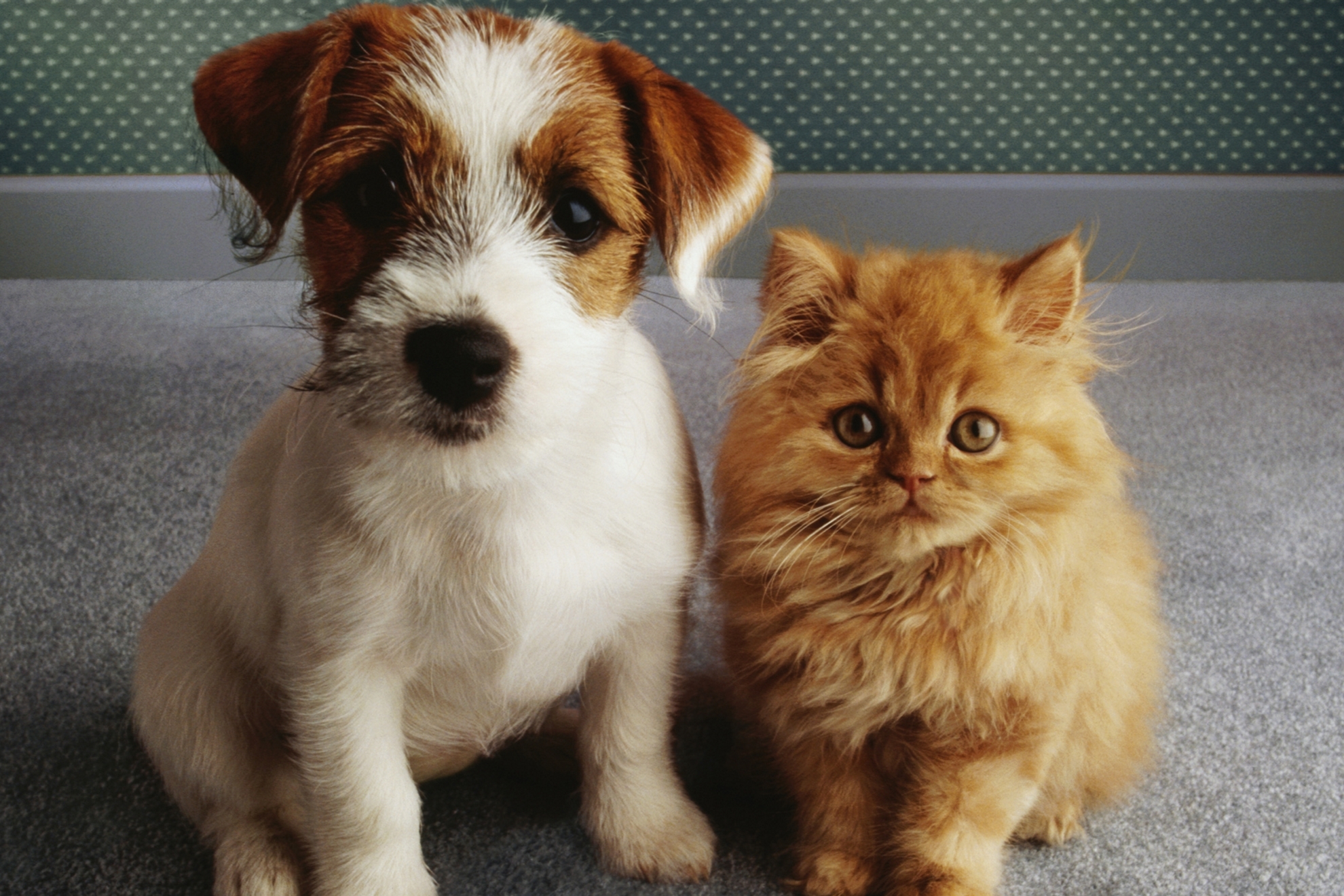 Ley de Bienestar Animal: este el tiempo que podrán estar solos en casa perros  y gatos | Marca