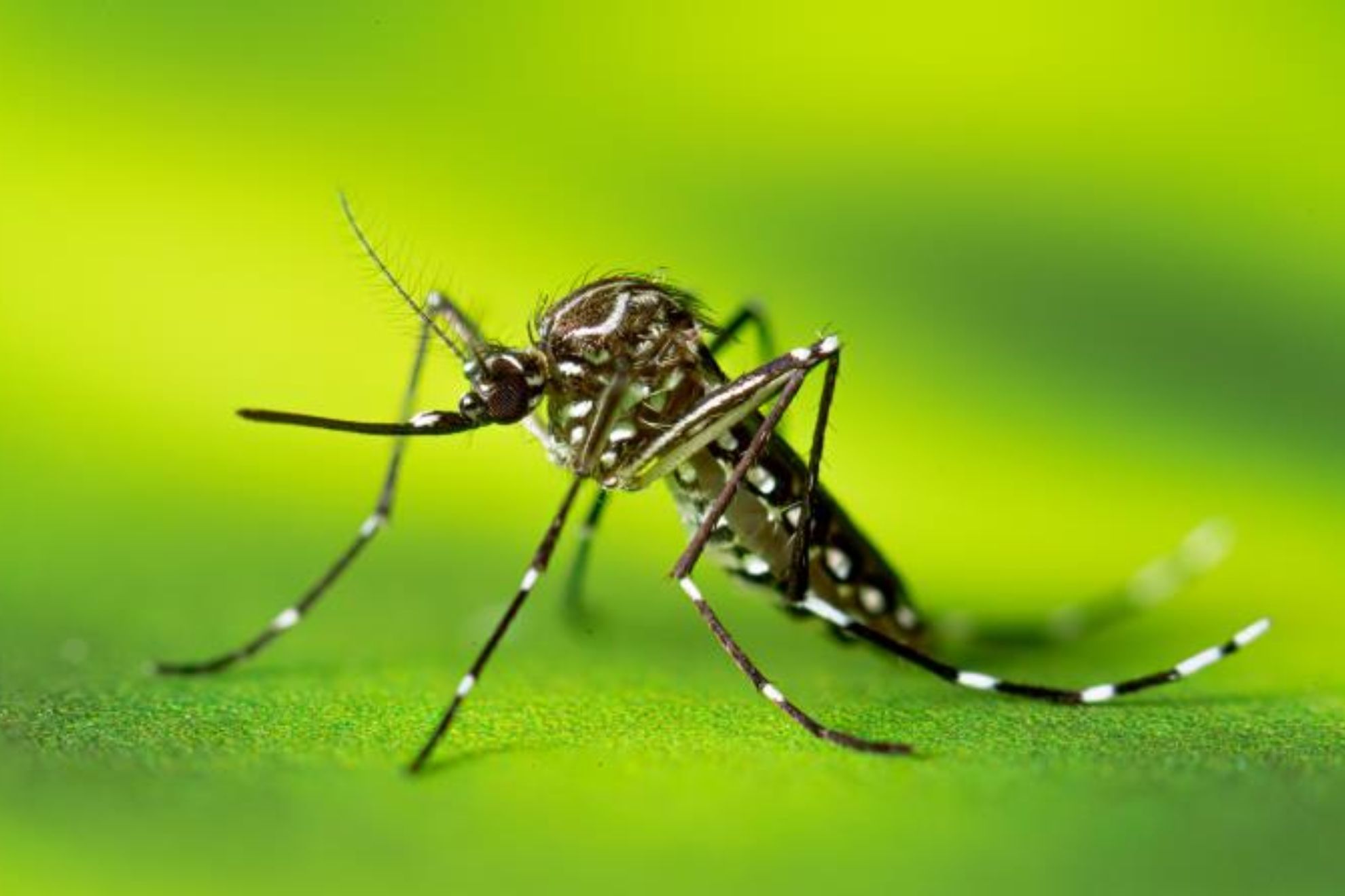 Aedes aegypti, el mosquito que pone en alerta sanitaria a Espaa: Qu pasa si me pica y dnde encontrarlo?