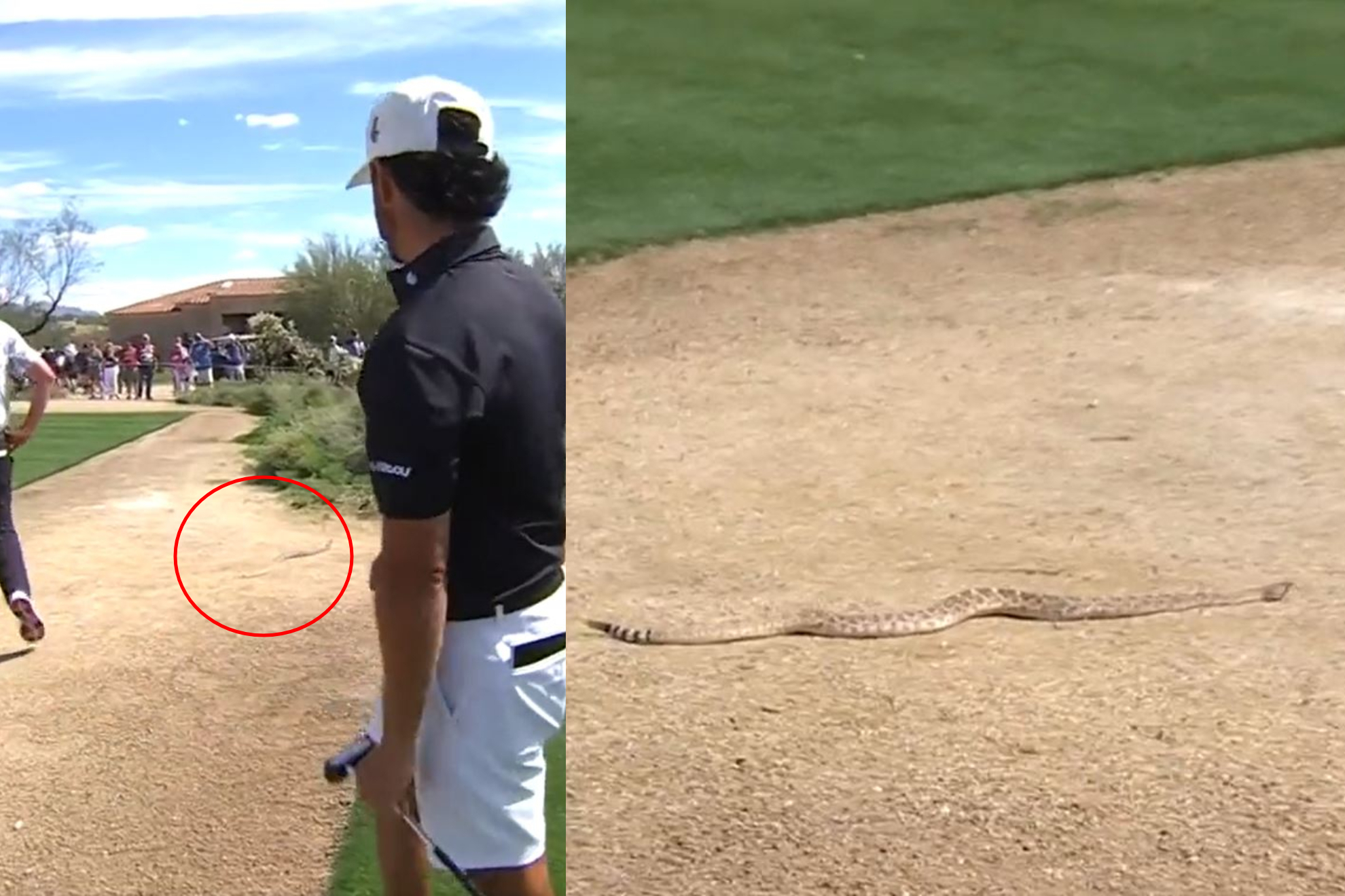 Una serpiente de cascabel interrumpe el LIV de golf de Tucson