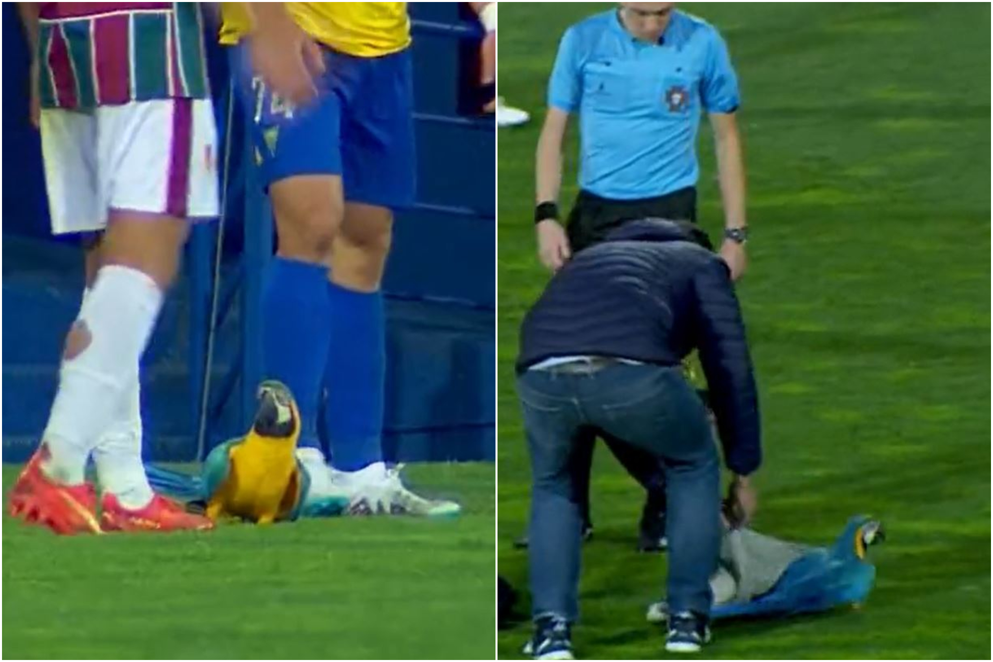 El espontneo ms colorido: Un papagayo interrumpe un partido en Portugal