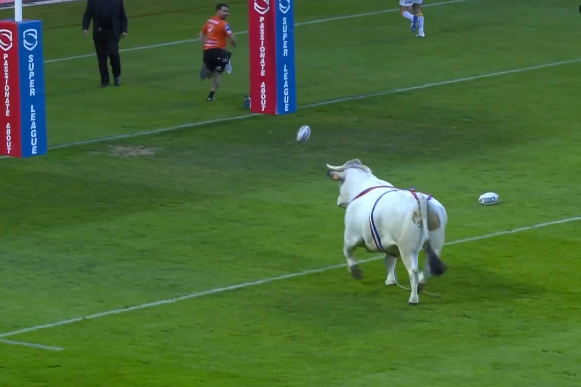 Un toro siembra el pánico durante un partido de la Superliga de rugby de Francia