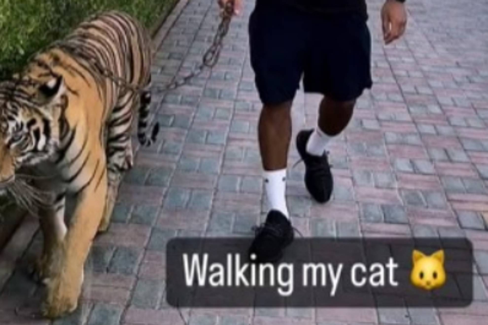Un futbolista internacional ex del City camina con un tigre por la calle: Paseando a mi gato