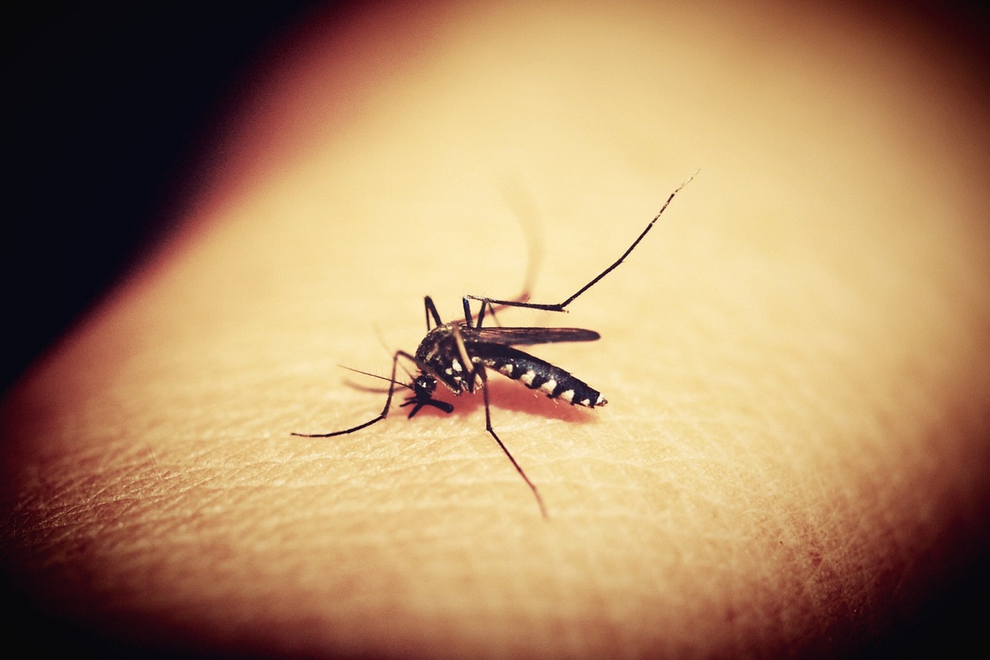 Un mosquito pica a un ser humano.