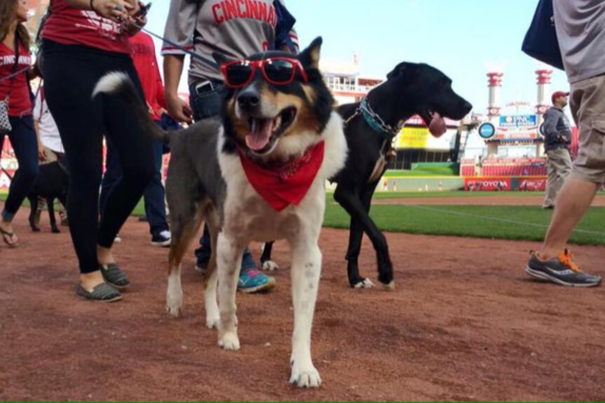 Dog named Tom Brady booed at Cincinnati Reds' "Bark in the Park" night