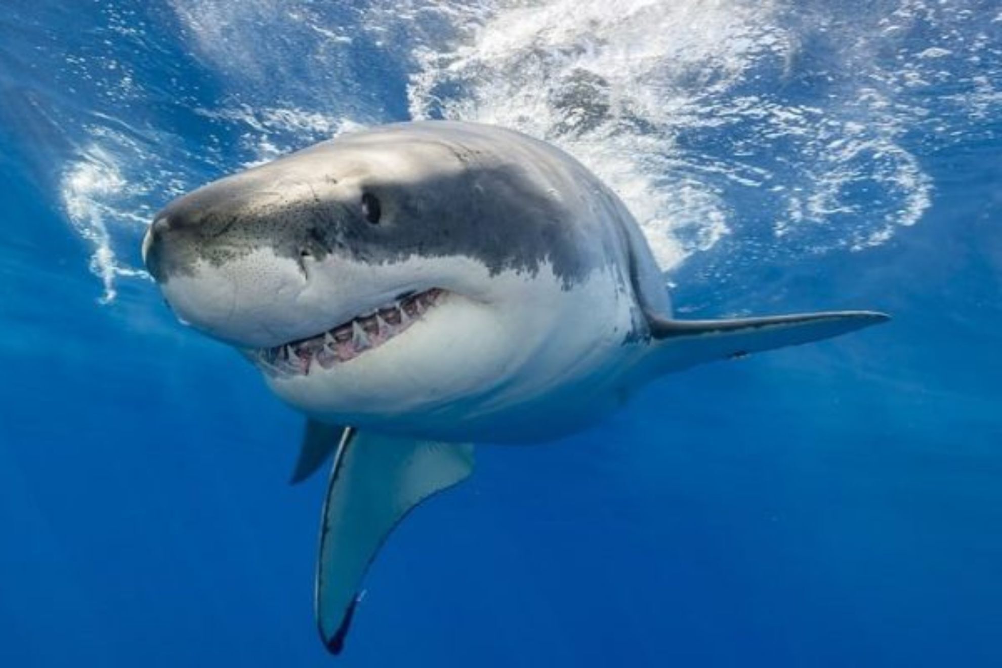 Where in the world are the places with the most shark attacks?