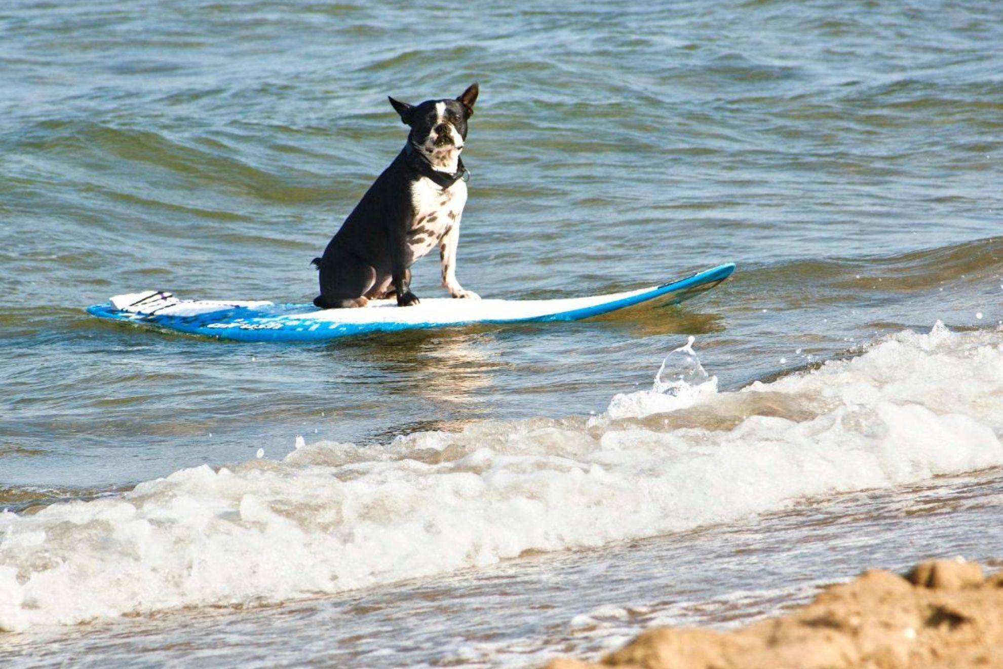 Las mejores playas para ir con el perro: cules son y dnde estn