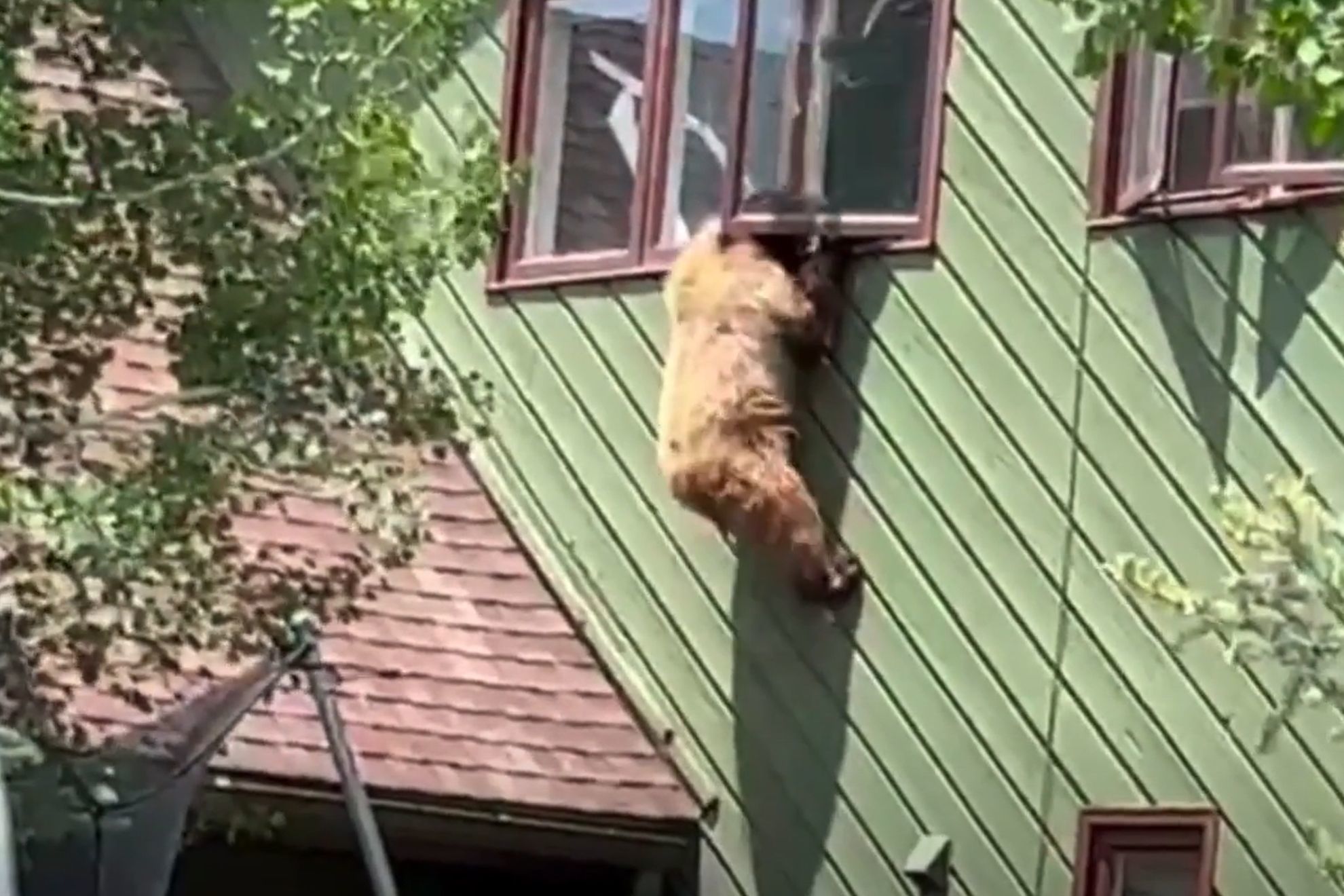 Huge bear climbs through the window of a Colorado home... and devours some pork chops!