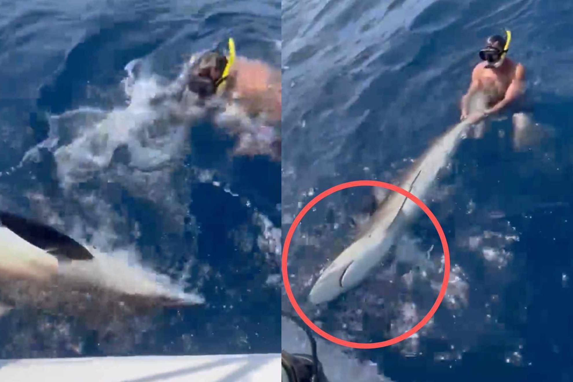 Un superagente de jugadores agarra por la cola a un tiburón moribundo: el vídeo que indigna a las redes sociales