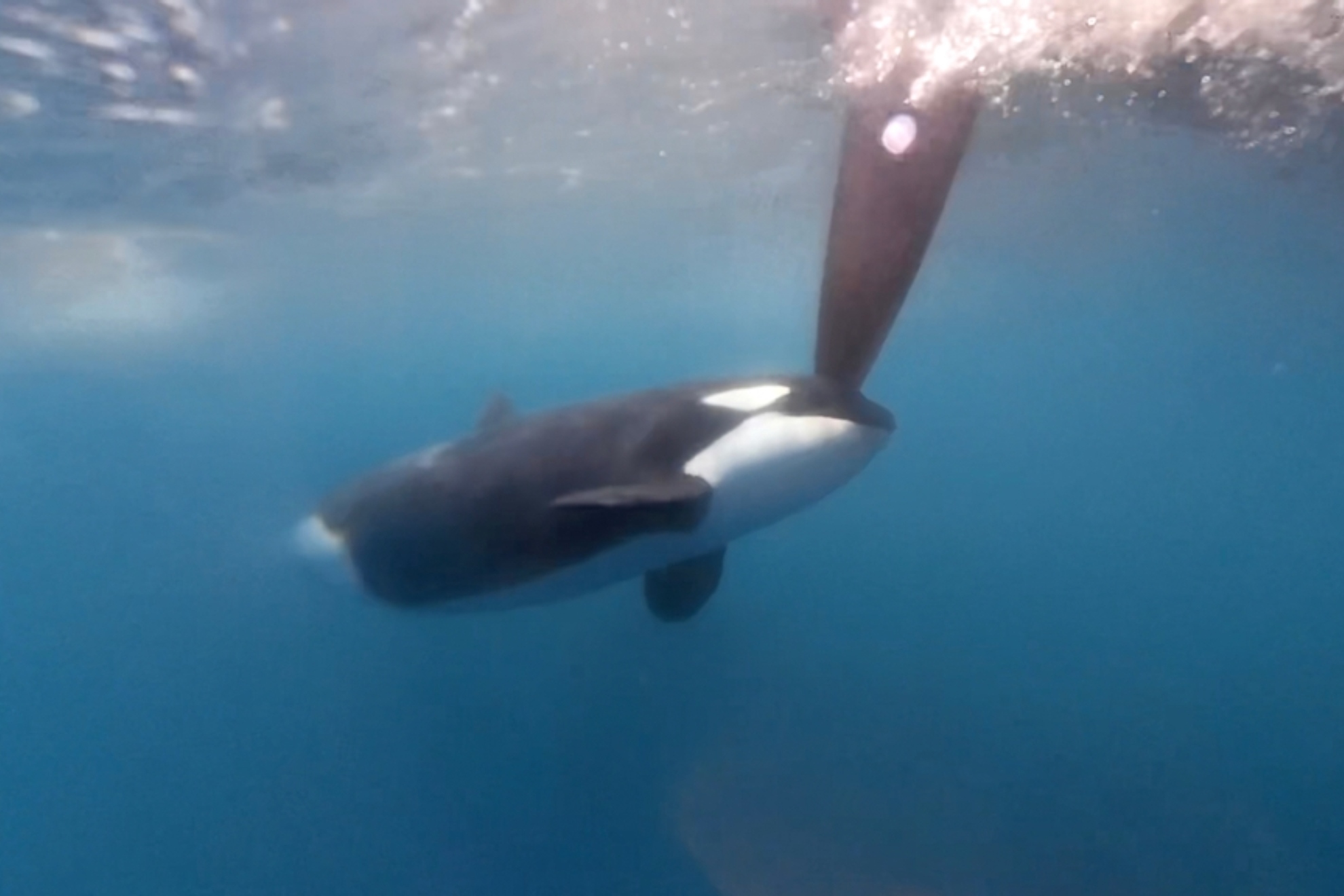 Un orca ataca uno de los VO65 de The Ocean Race Sprint.