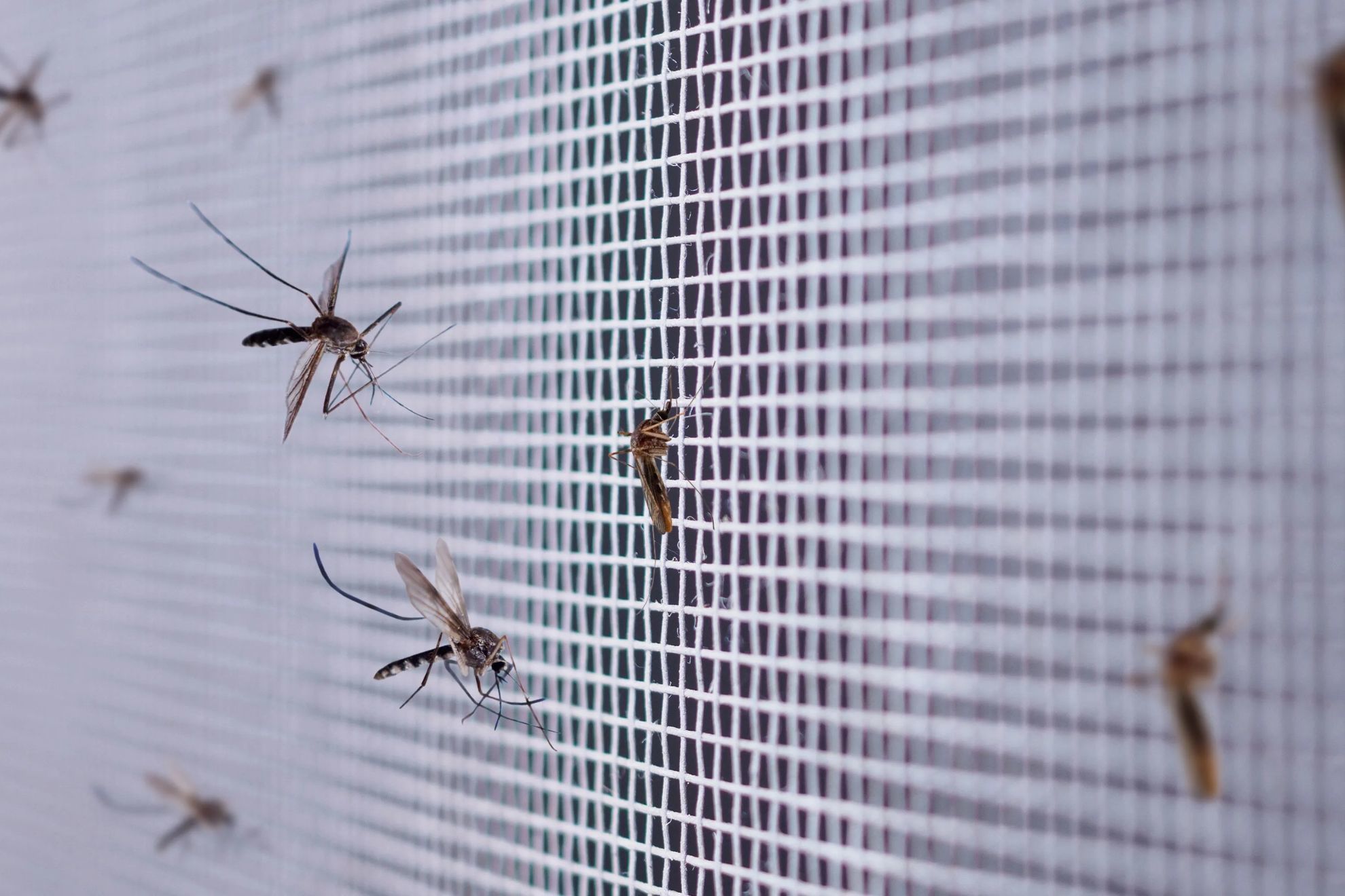 Por qu hay ms mosquitos y cucarachas en verano? Remedios para evitar plagas de insectos