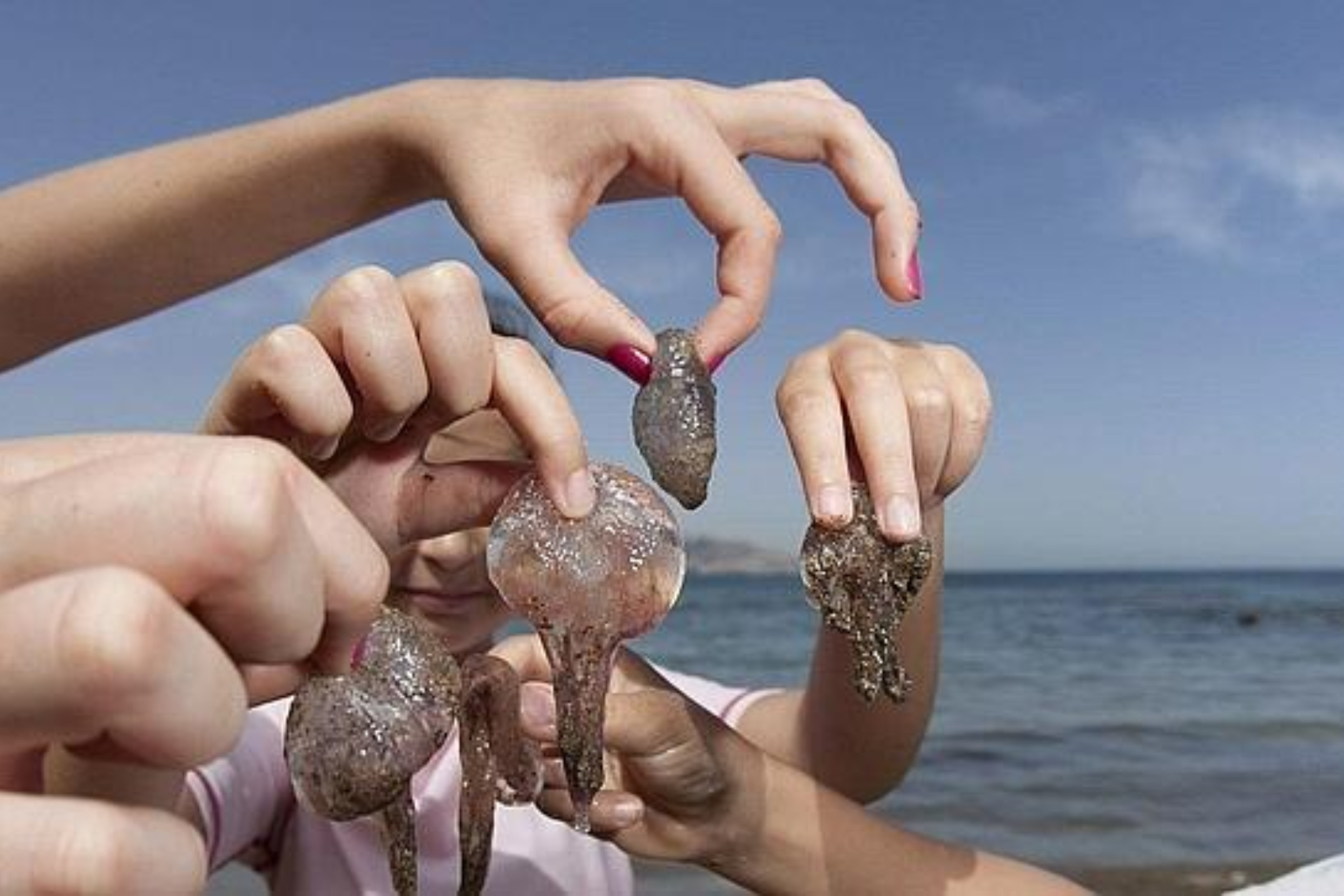 Conoce los remedios caseros ms efectivos para aliviar las picaduras de medusa en verano