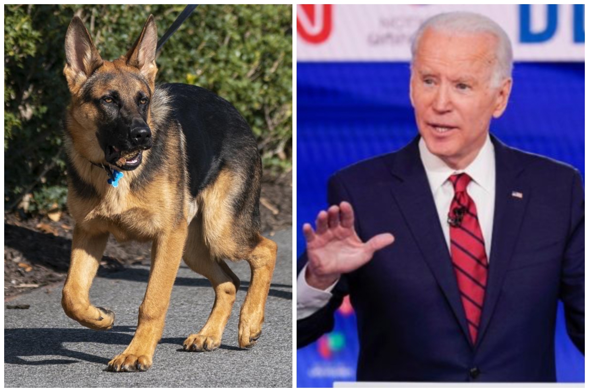 El perro de Joe Biden, en el punto de mira tras morder al personal de la Casa Blanca