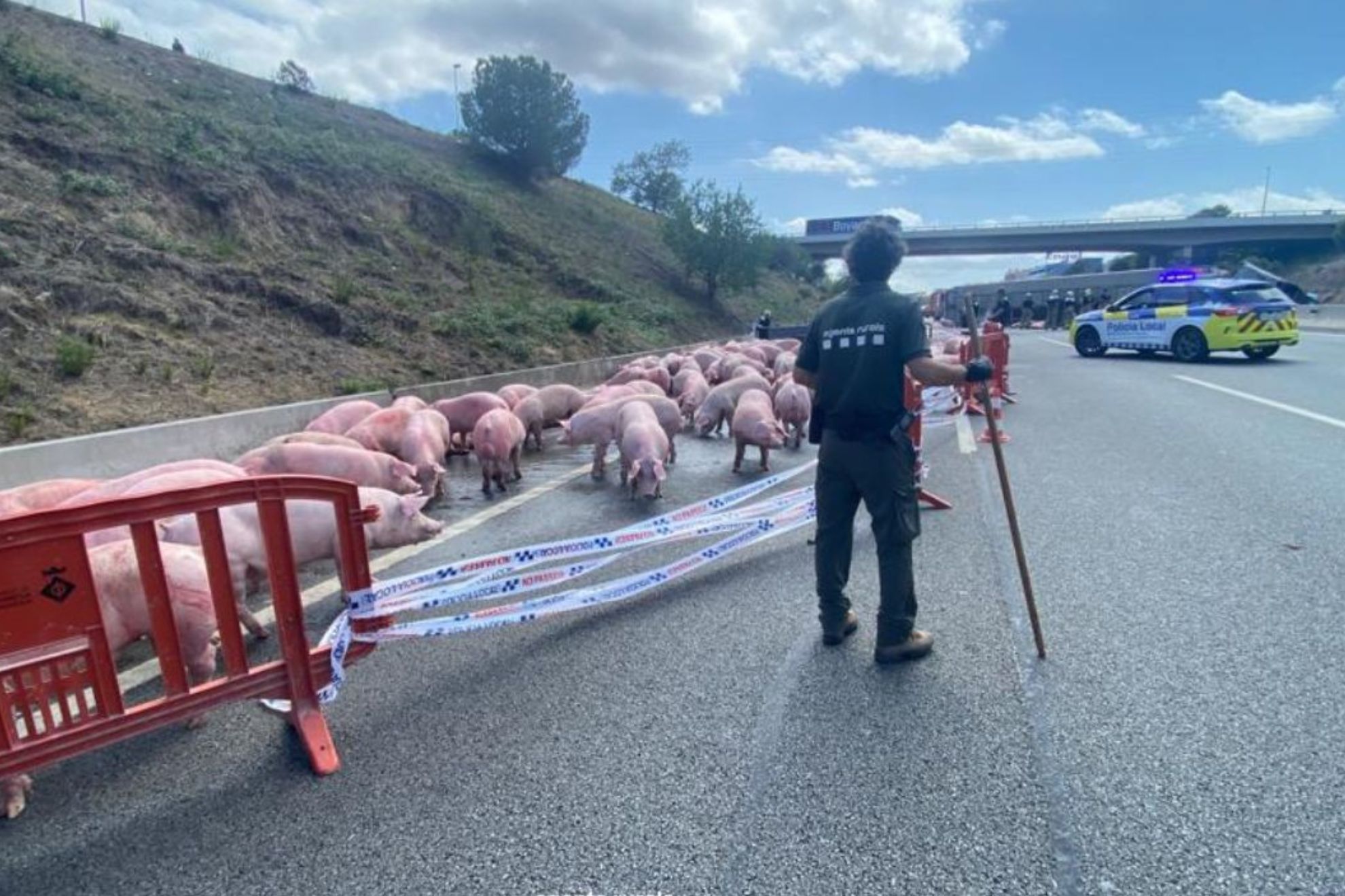 El accidente de un camin en la AP-7 deja graves retenciones en la llegada a Catalua por la gran cantidad de cerdos liberados