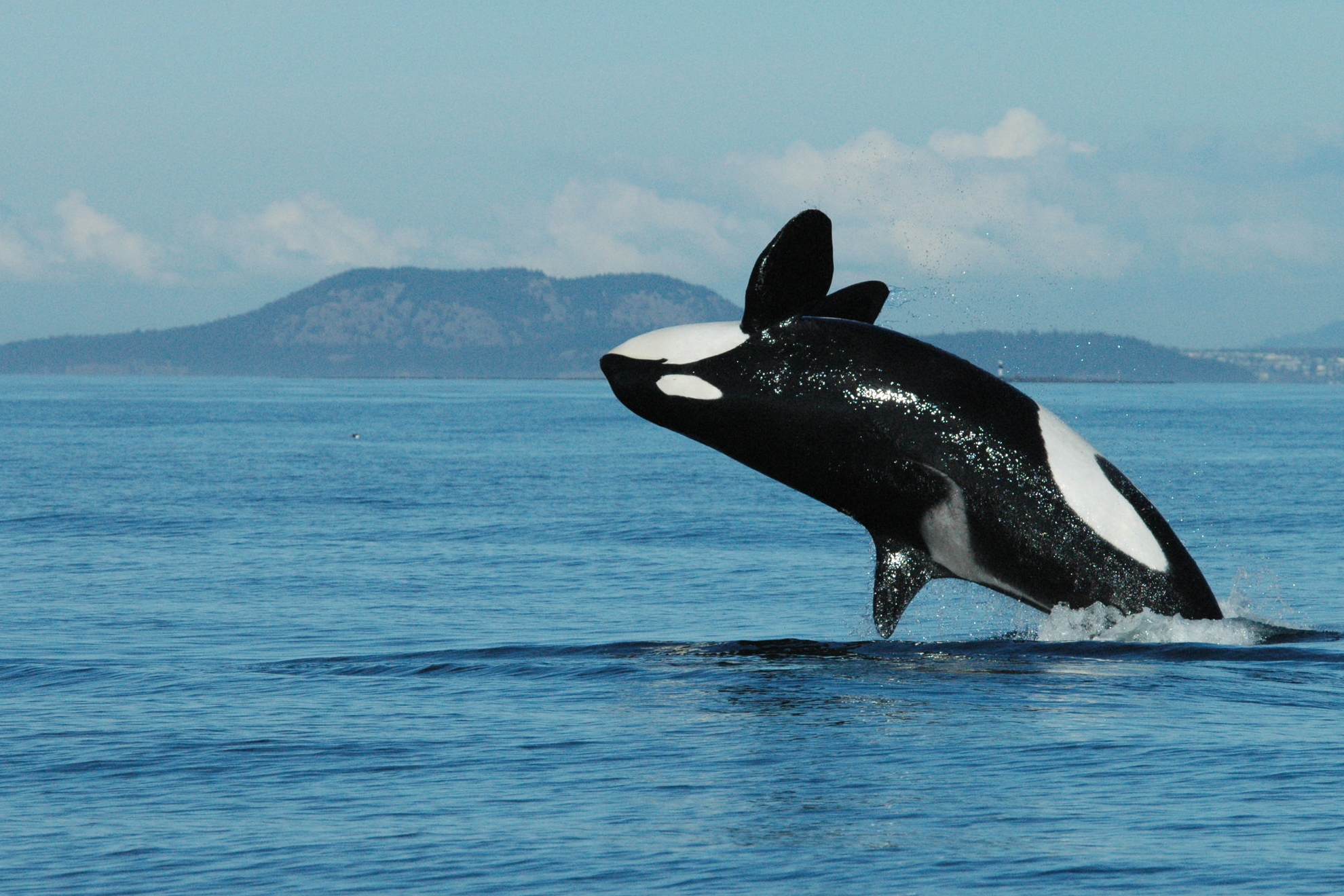 Incredible footage shows killer whale collide with dolphin in mid-air
