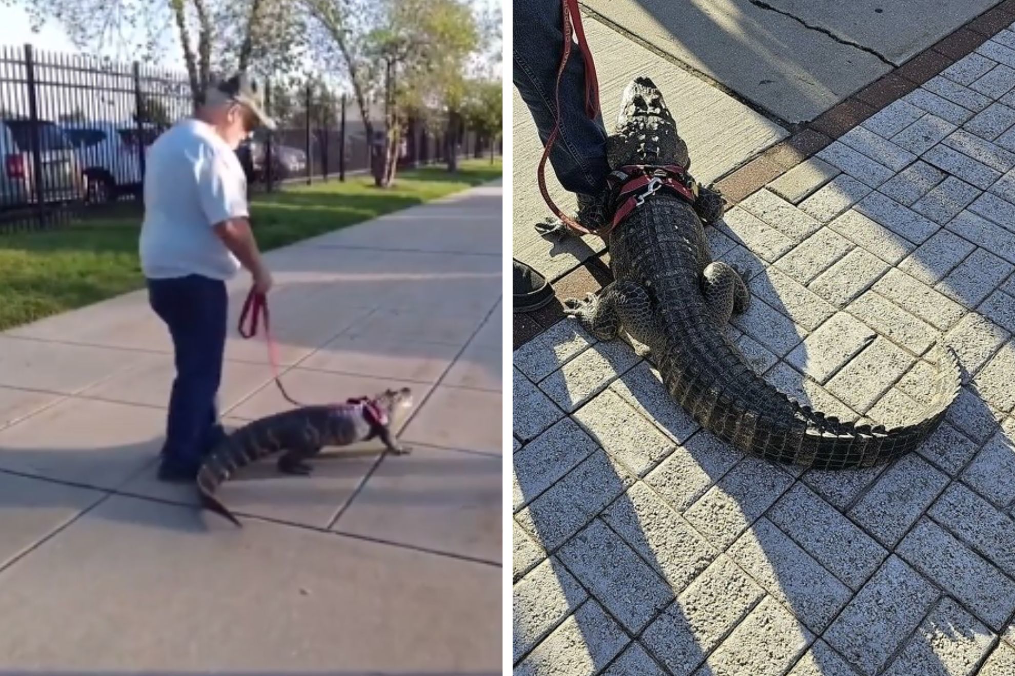 Phillies deny entry to man with emotional support alligator
