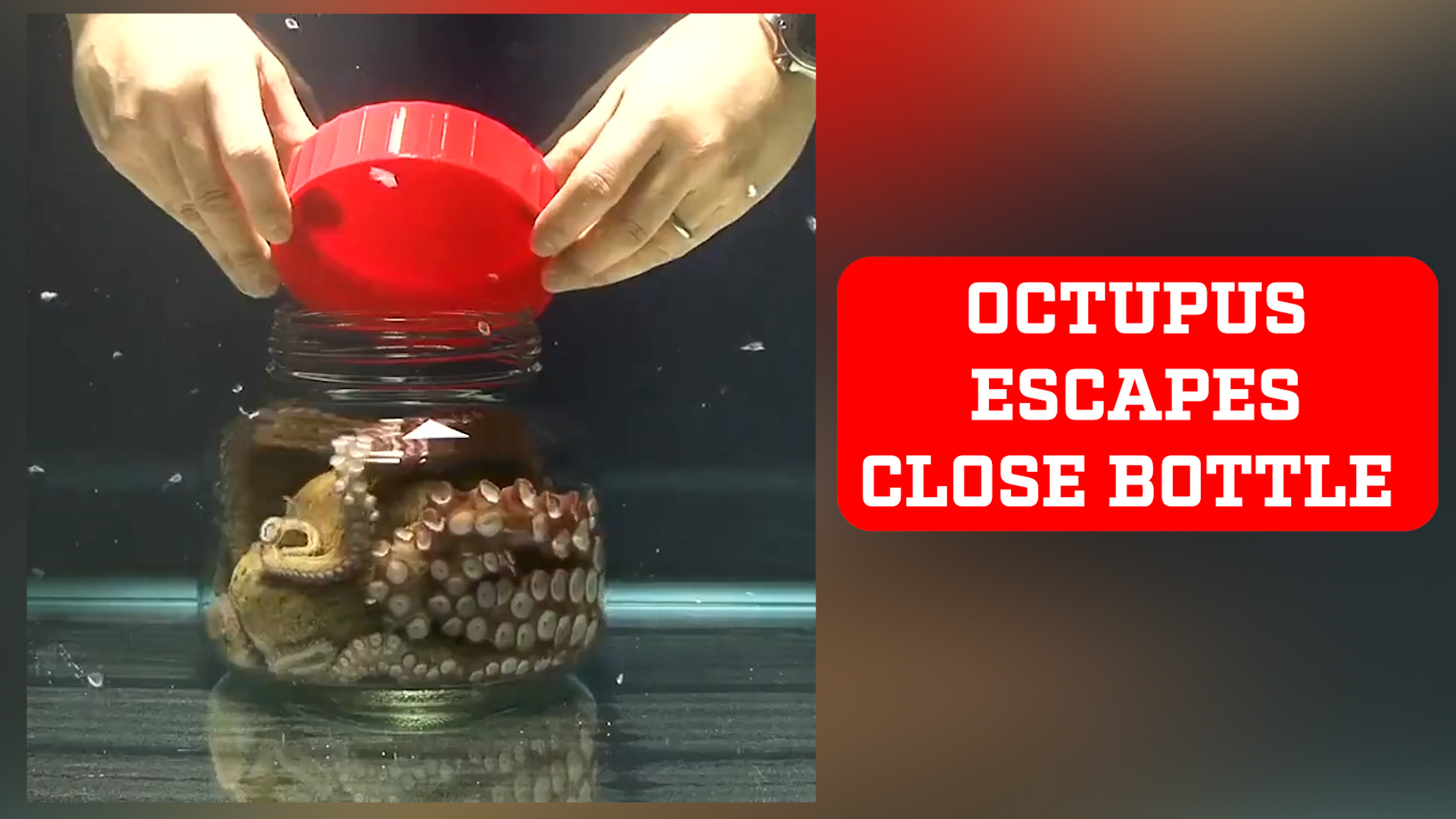 Houdini! Octopus escapes from closed bottle