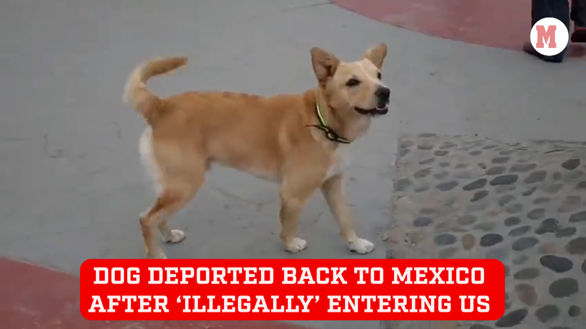 Adorable dog gets deported back to Mexico after 'illegally' crossing into US through gap in border