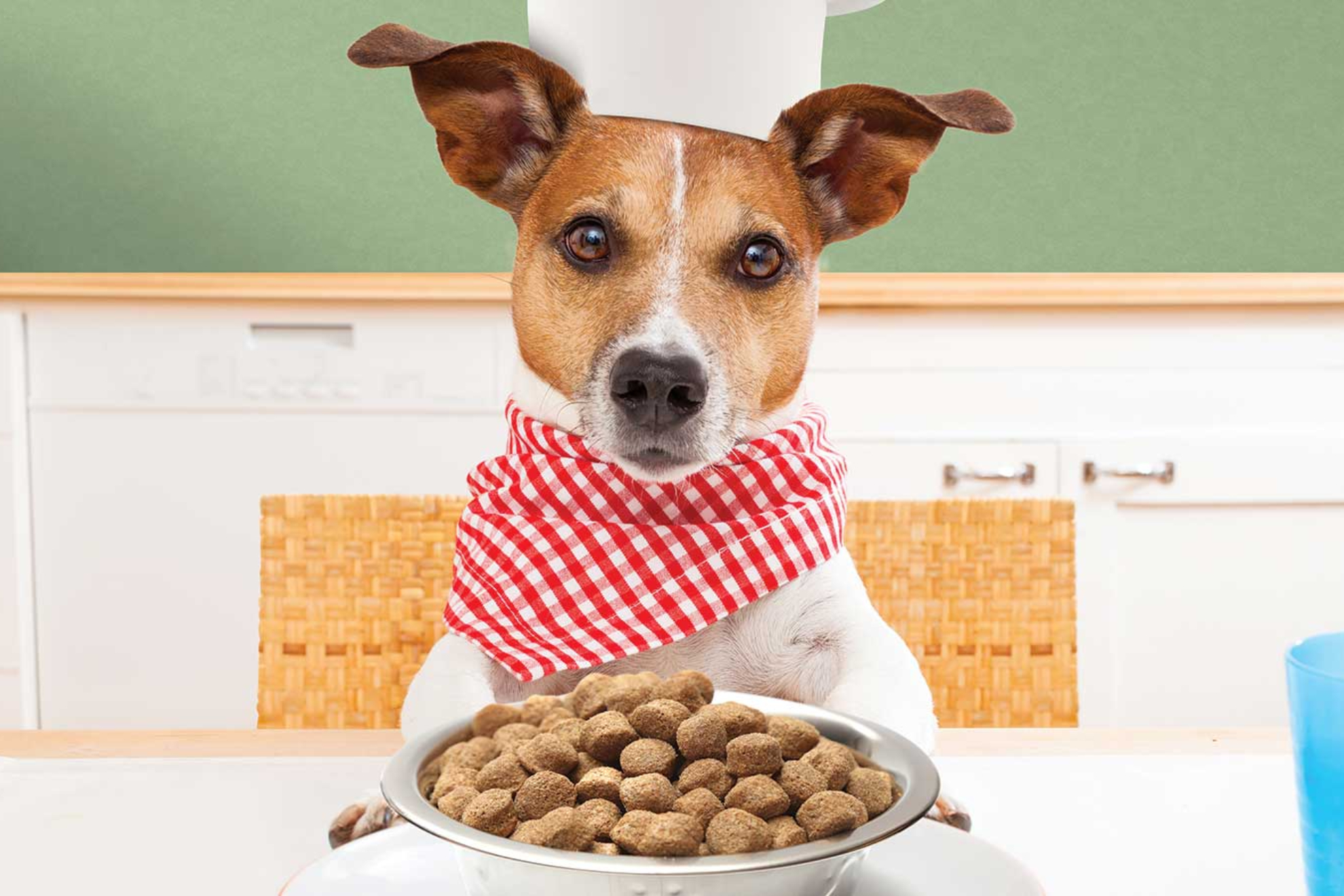8 alimentos que pueden provocar la muerte de tu perro