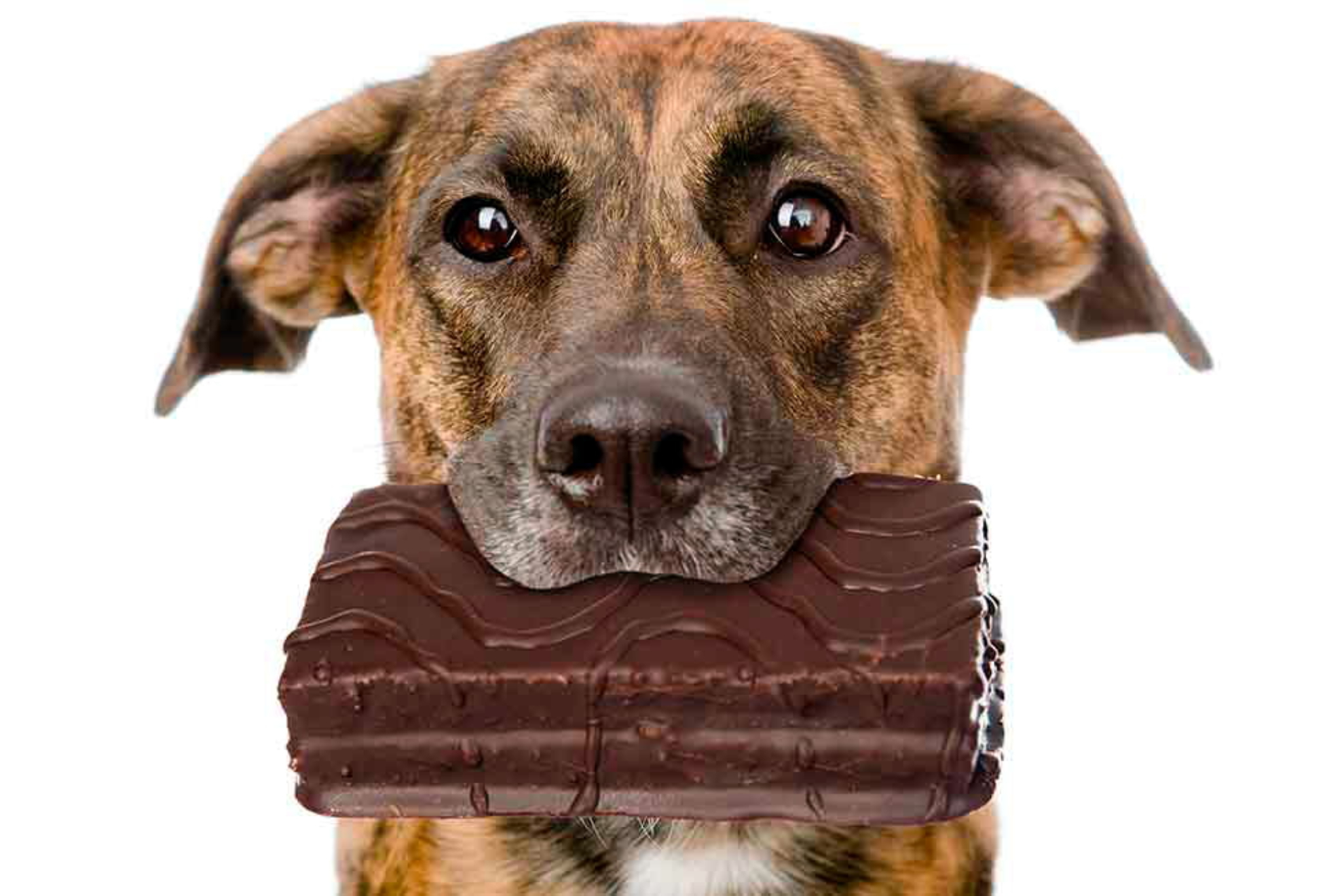 ¿Qué pasa si le doy chocolate a mi perro?