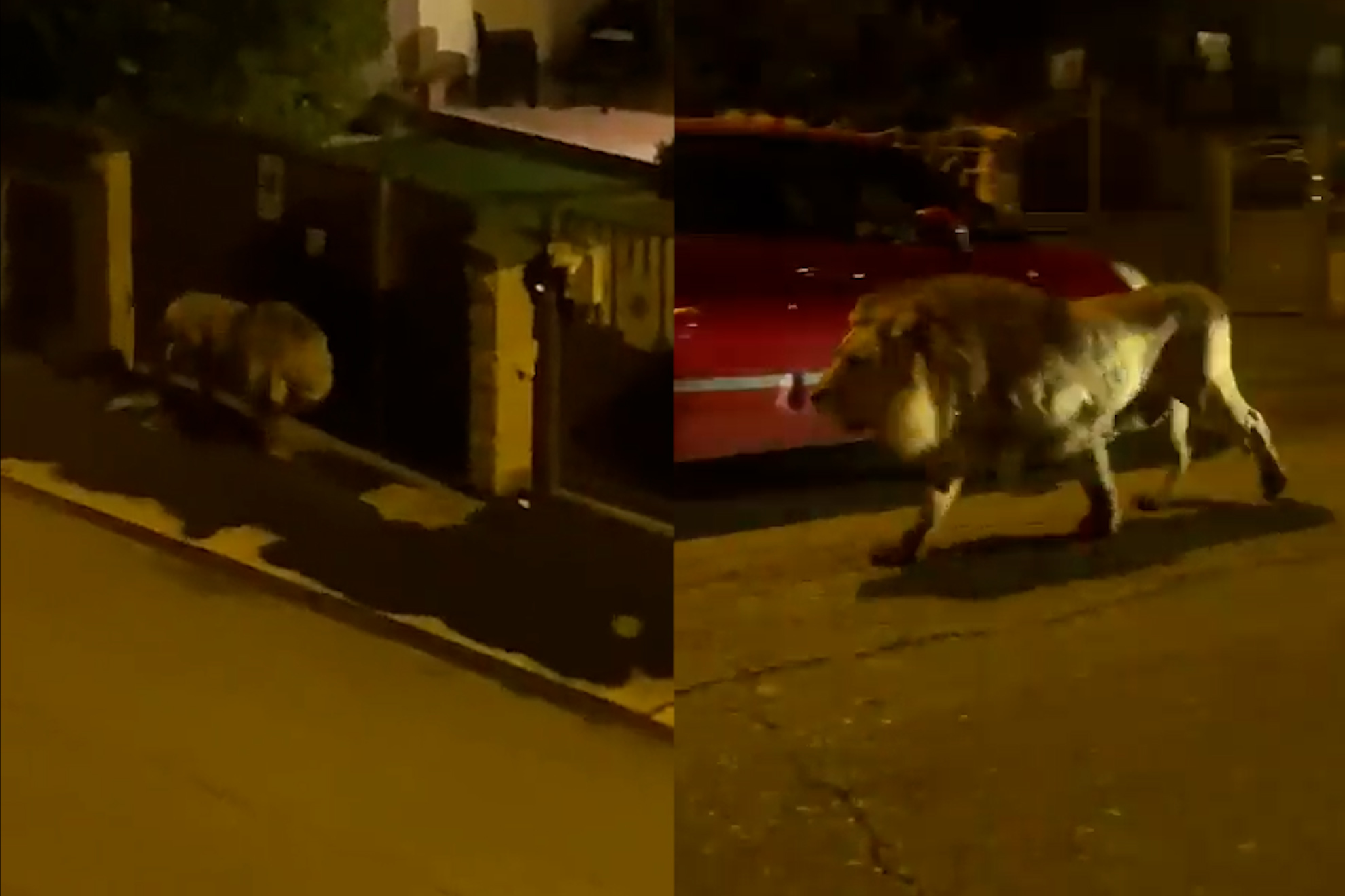 A lion escapes from a circus in Italy and roams the streets to the amazement of residents