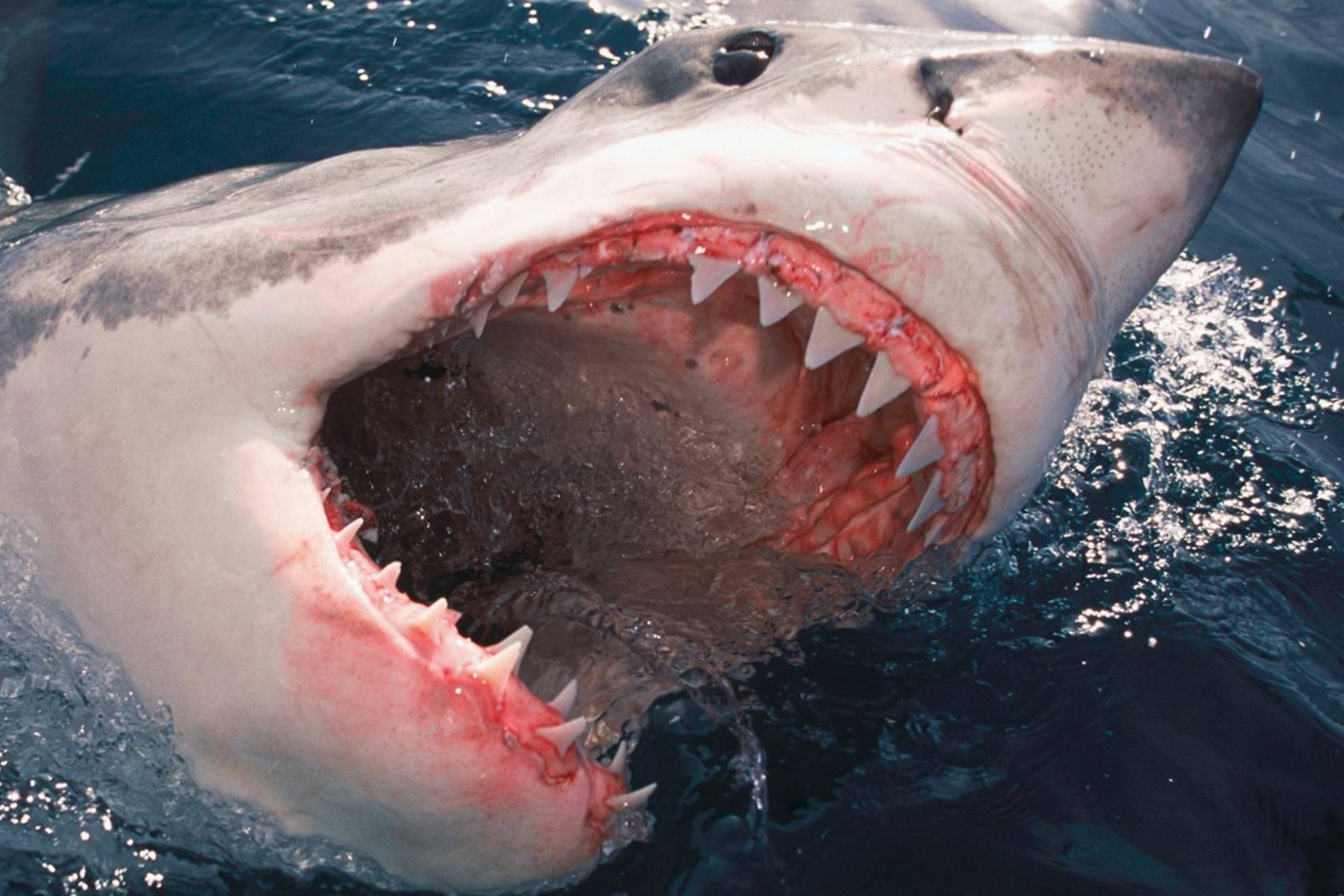 Imágenes sensibles: una mujer muere desangrada después de que un tiburón le amputase la pierna en el ataque