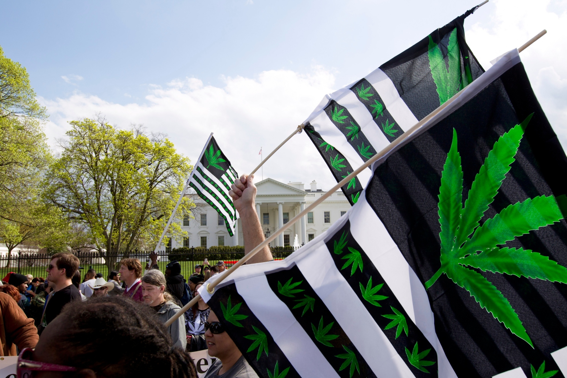 Flags with the cannabis plant on them as protesters urge for marijuana laws regulations