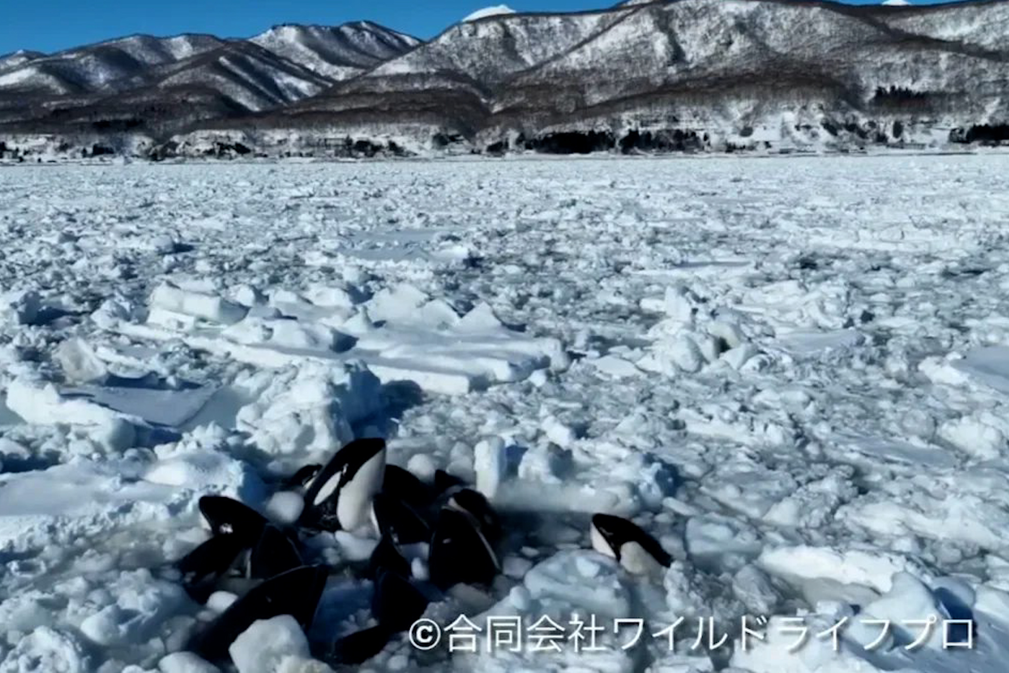 Killer Whales trapped in ice