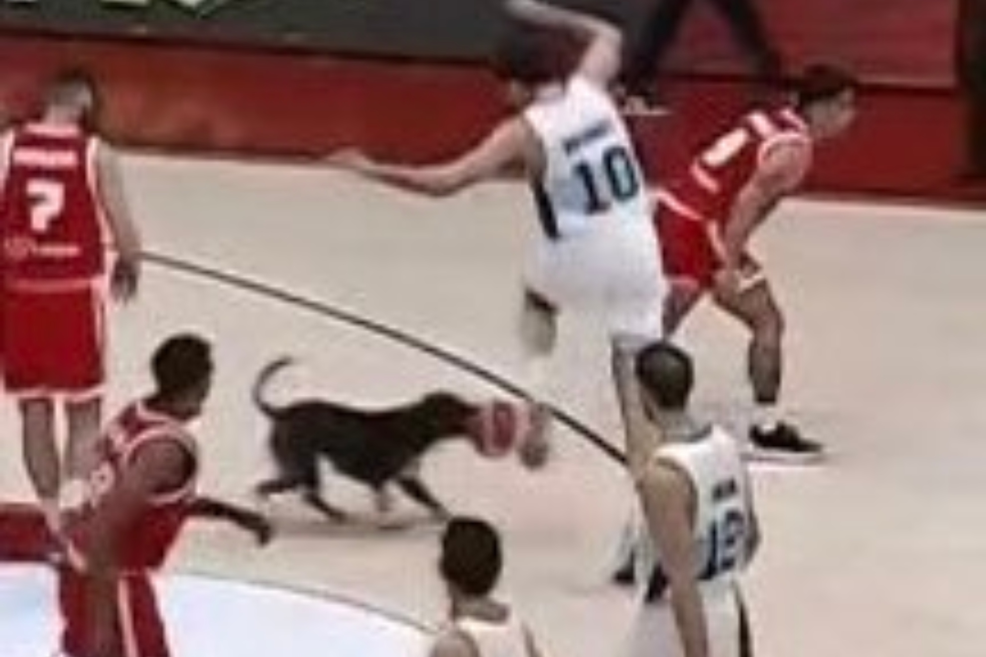 El espíritu de Air Bud: ¡un perro se cuela en pleno partido de baloncesto!