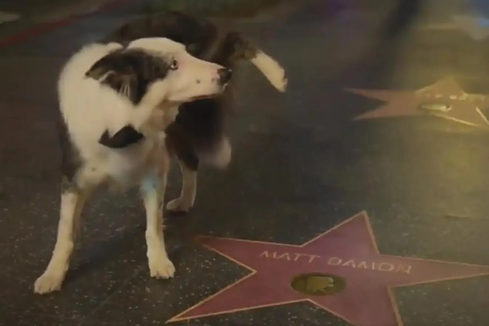 Messi the dog steals the show at the Oscars by urinating on Matt Damons Walk of Fame star
