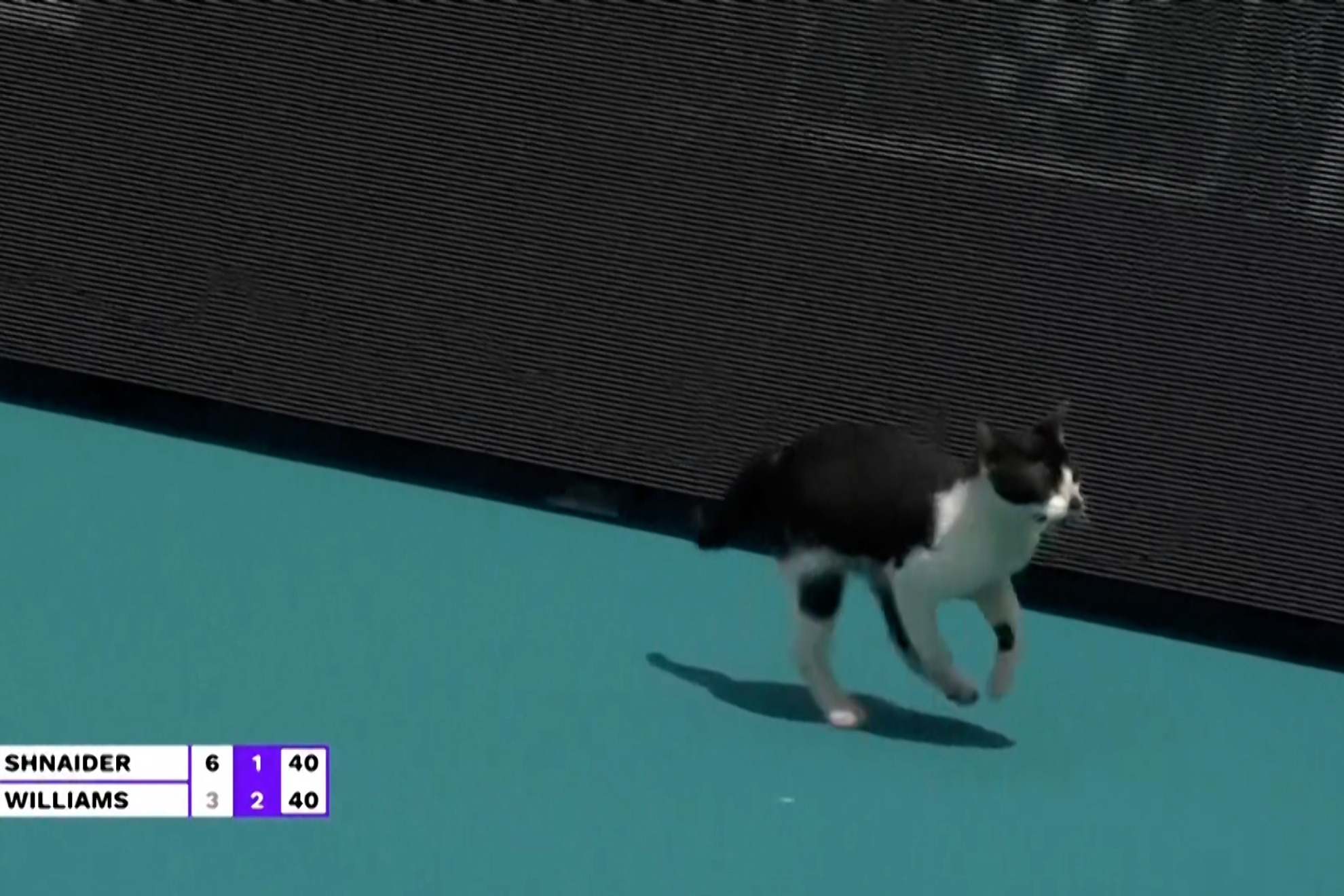 Un gato se cuela en la pista con Venus Williams y... El rbitro detiene el juego!