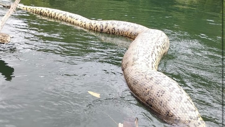 Muere la anaconda ms grande del mundo a manos de cazadores furtivos