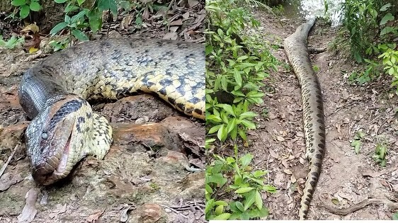 Muere la anaconda ms grande del mundo a manos de cazadores furtivos